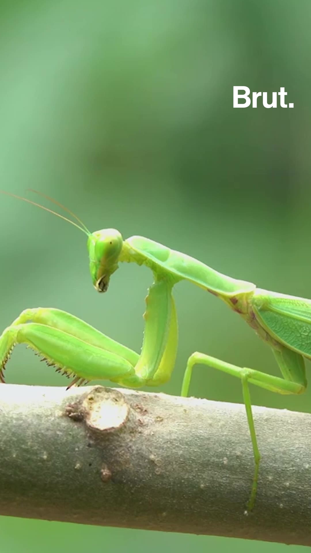 Le fascinant cannibalisme sexuel des mantes