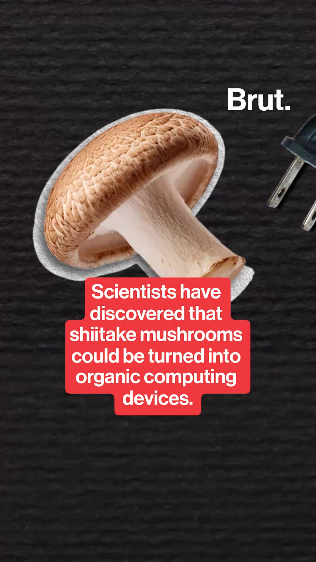 Could fungi power the computers of tomorrow?