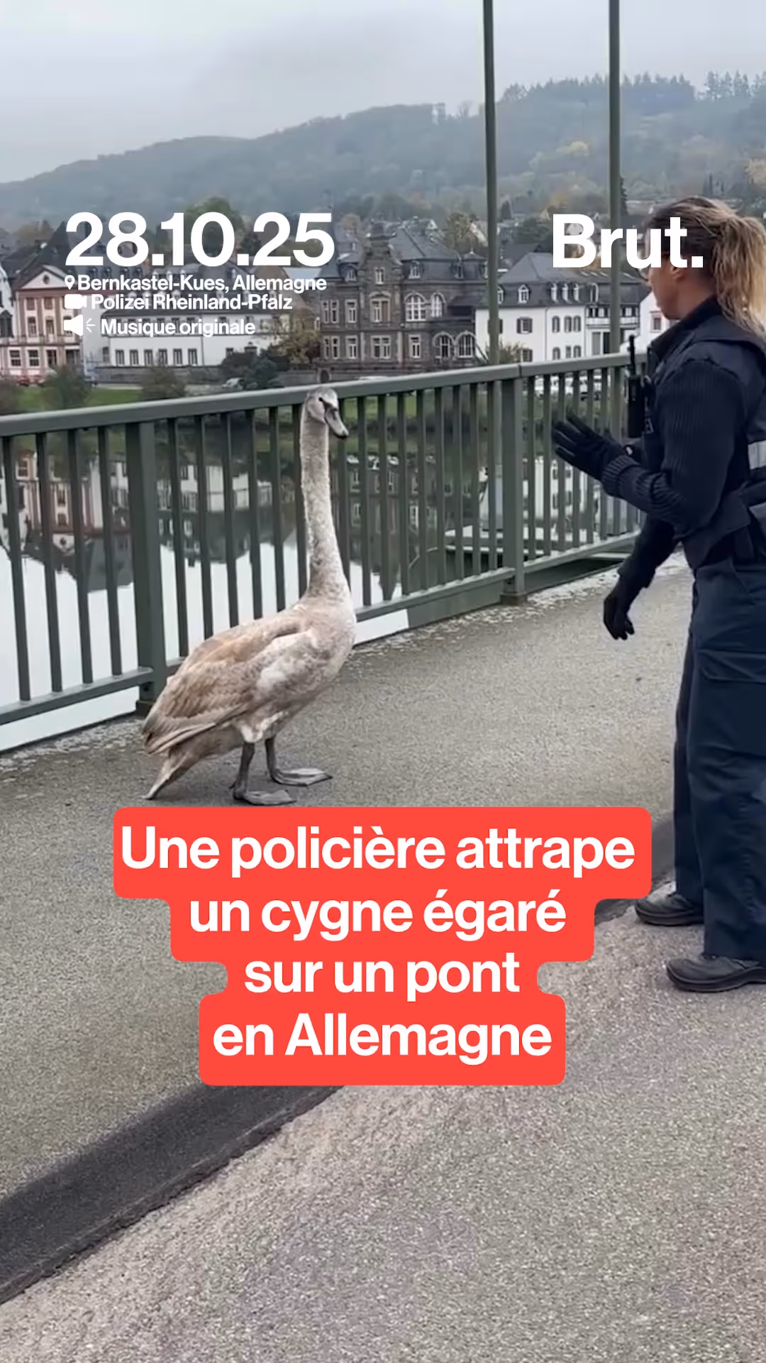 allemagne-un-cygne-egare-se-fait-attraper-par-une-policiere