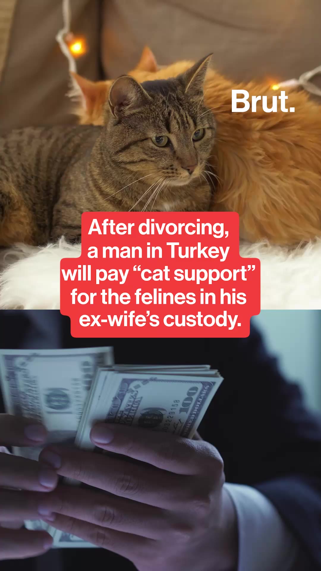 a-man-is-paying-cat-support-for-felines-he-lost-in-a-divorce