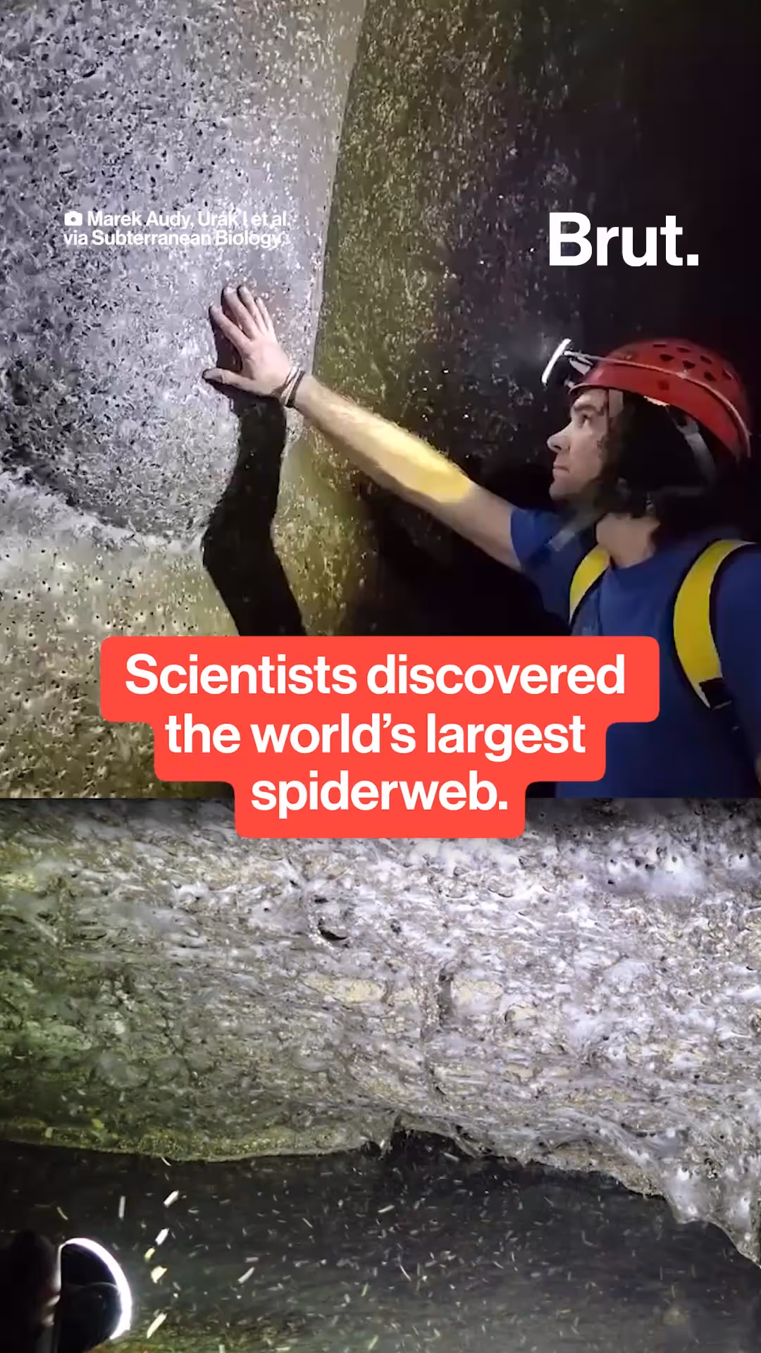 the-world-s-largest-spiderweb-was-discovered