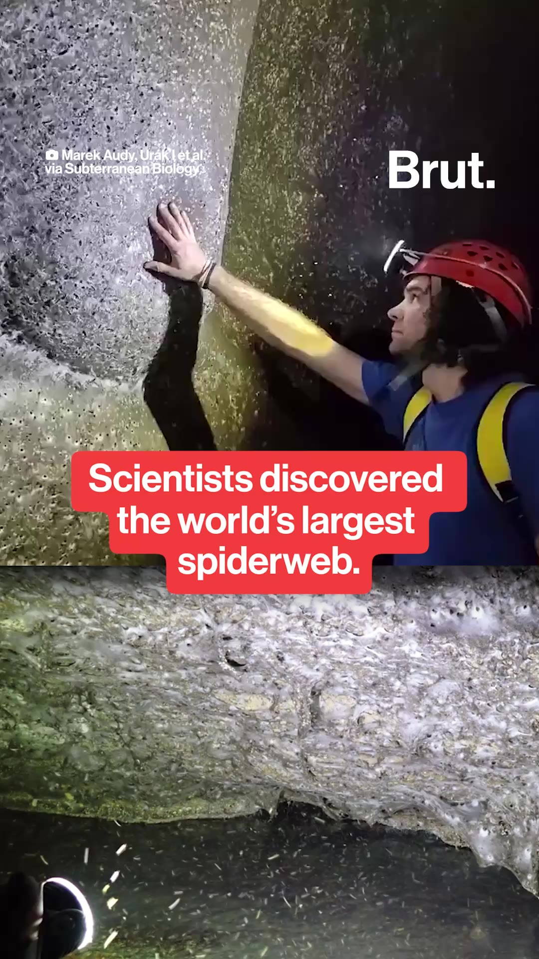The world's largest spiderweb was discovered.