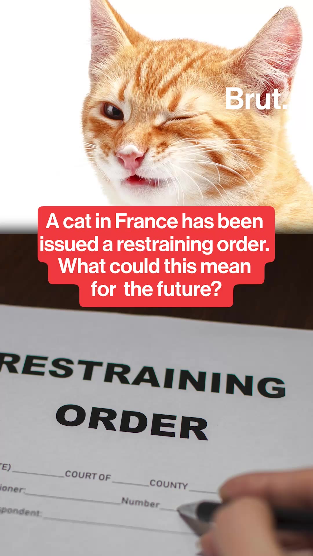 A cat in France has been issued a restraining order.