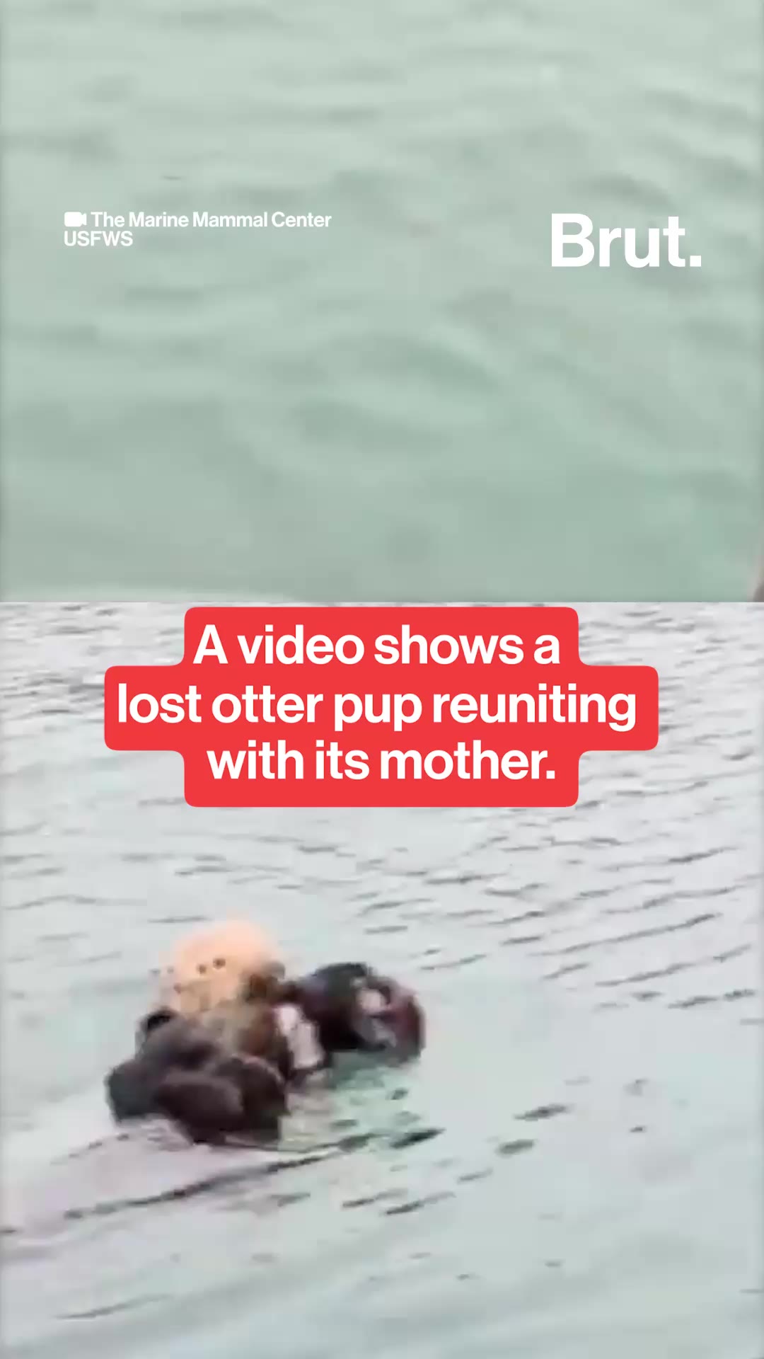 a-rescued-baby-otter-was-reunited-with-its-mother