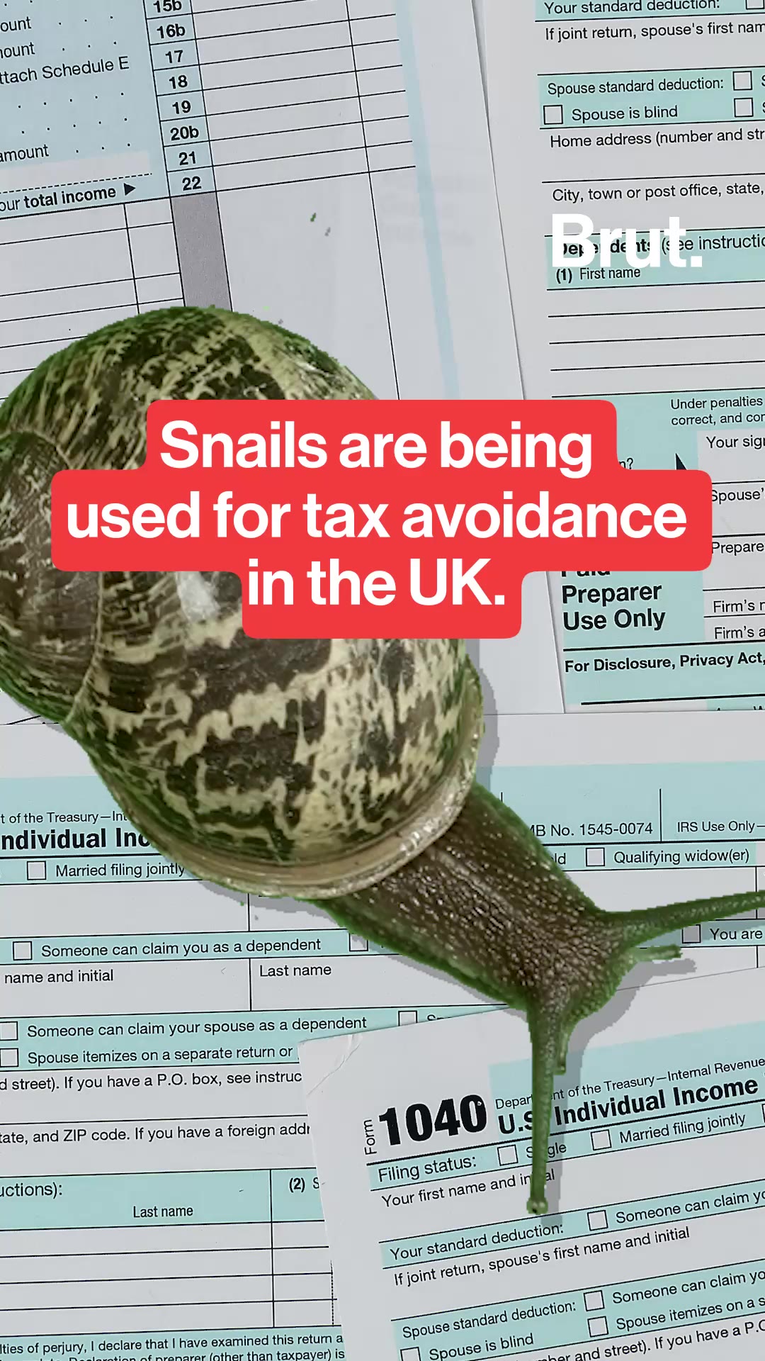 snails-are-used-being-for-tax-evasion