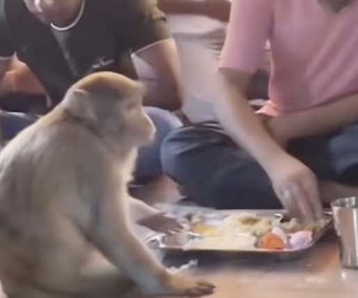 En Inde, ce singe s’est assis à coté d’un groupe de personnes et a déjeuné avec elles