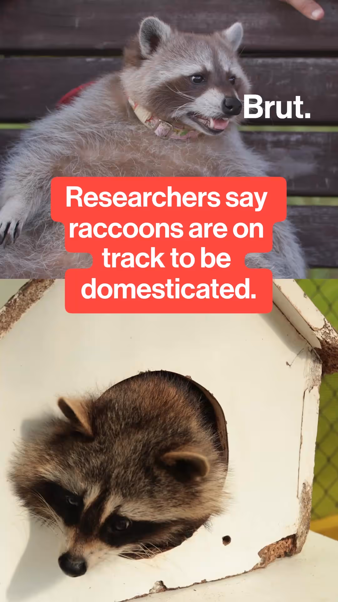 researchers-says-raccoons-are-showing-early-signs-of-domestication