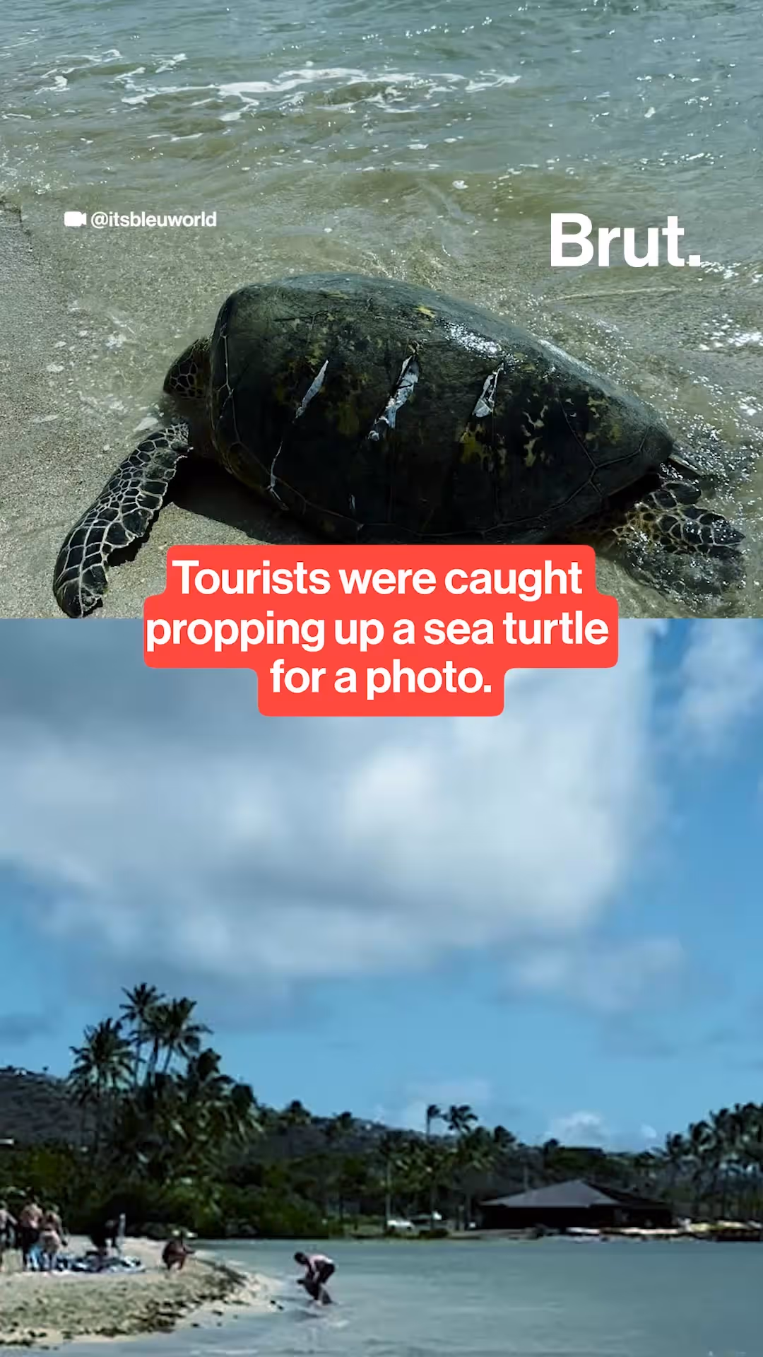 tourists-caught-propping-turtle-up-for-a-photo-in-hawai-i