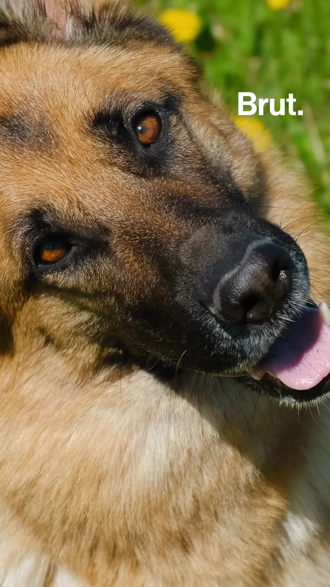 🇲🇼 Malawi : quatre chiens volés au palais présidentiel