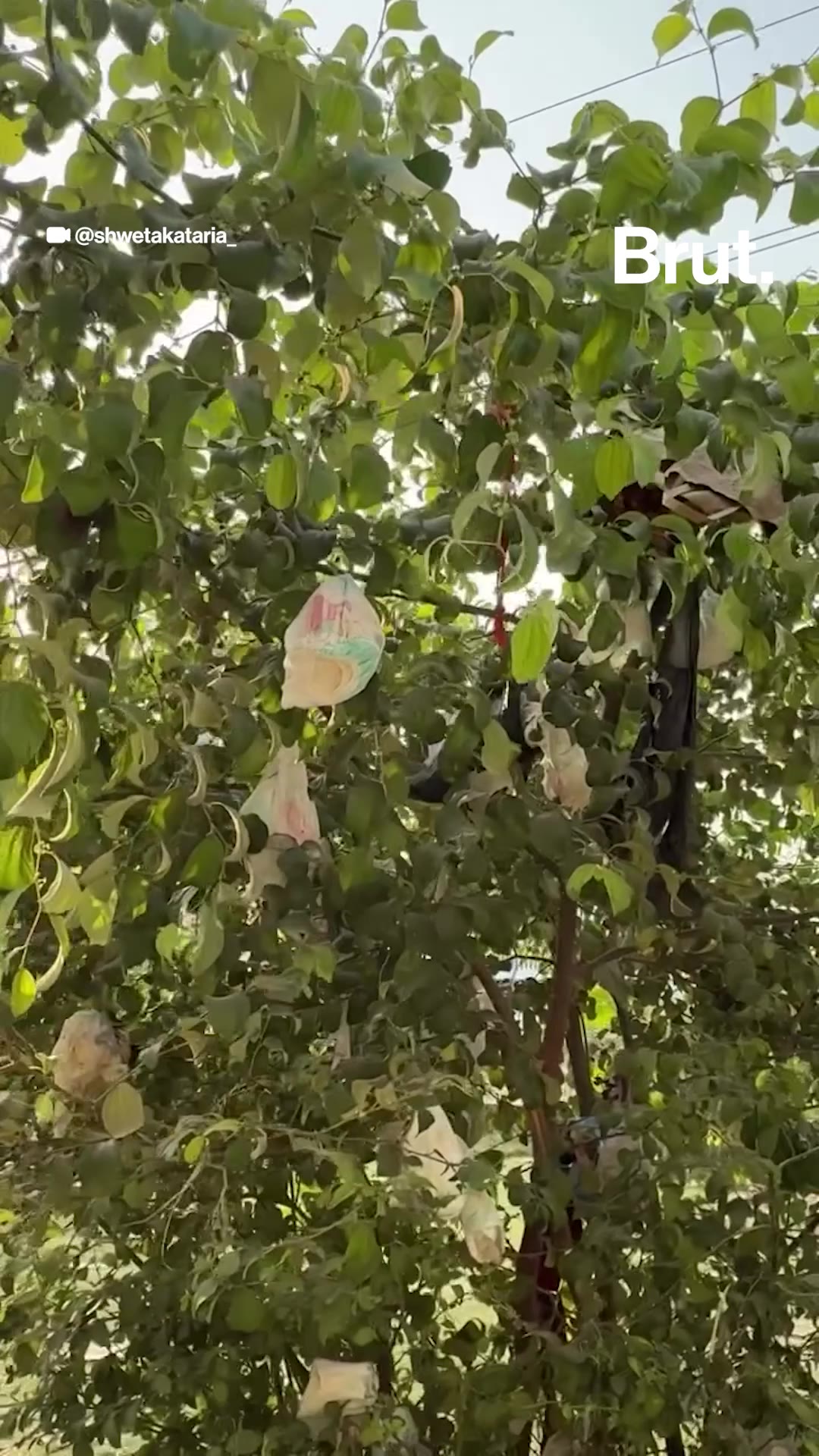 tree-littered-with-diapers