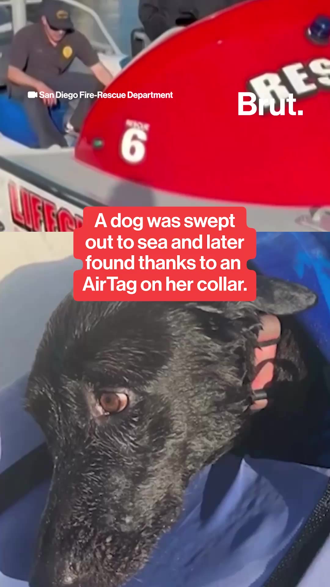 A dog was swept out to sea and later found thanks to an AirTag on her collar.