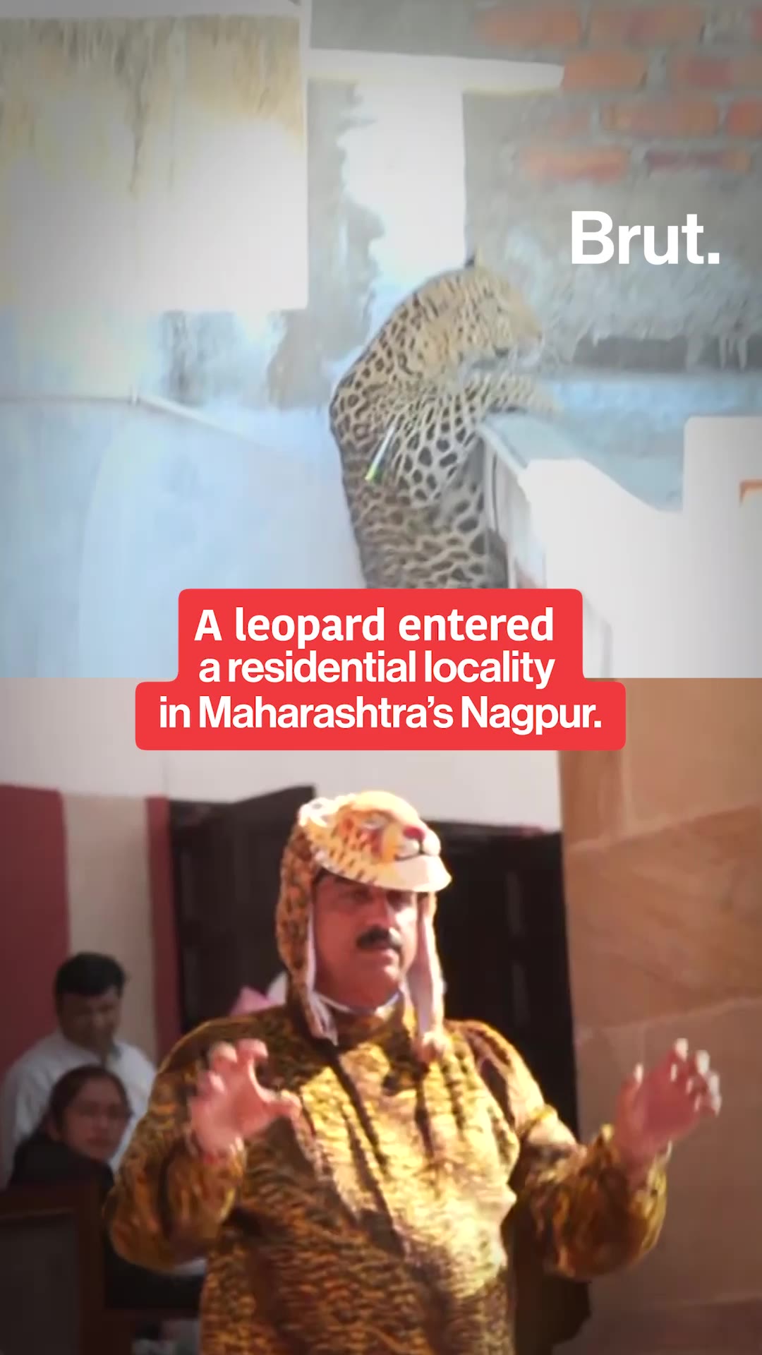 here-s-why-this-lawmaker-stormed-the-assembly-dressed-as-a-leopard