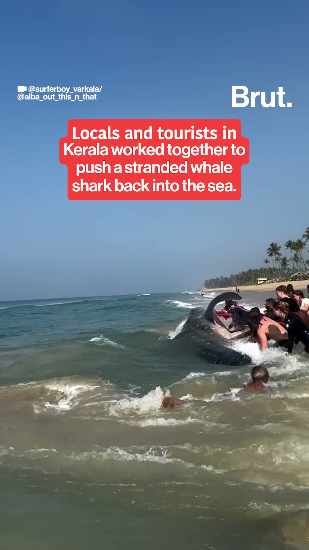 Whale shark rescued in Kerala
