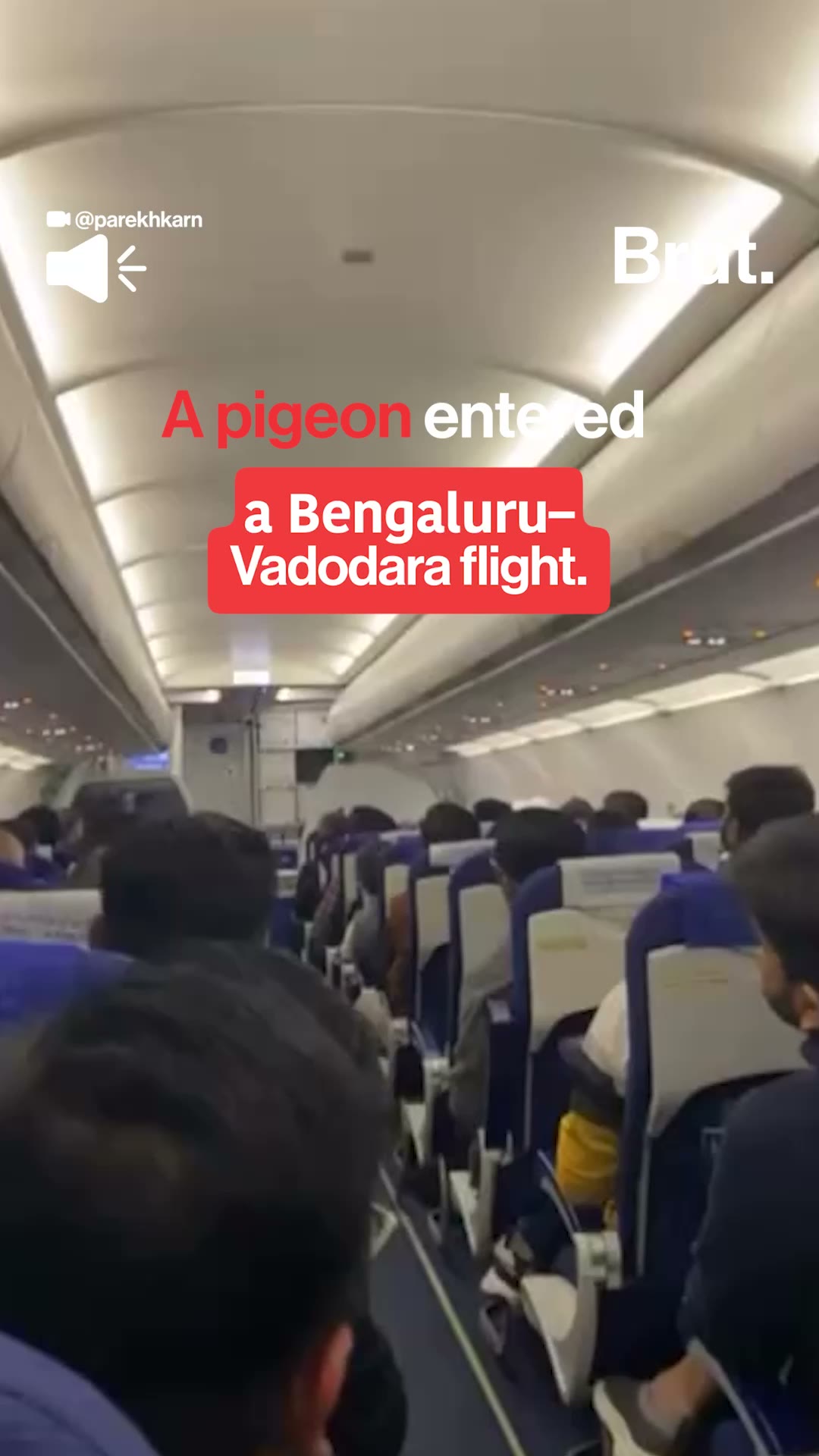  Pigeon disrupts IndiGO flight