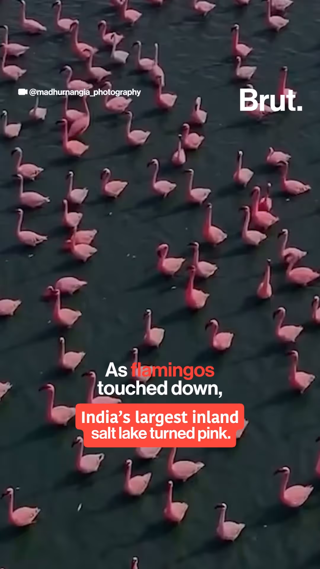 as-flamingos-touched-down-india-s-largest-inland-salt-lake-turned-pink
