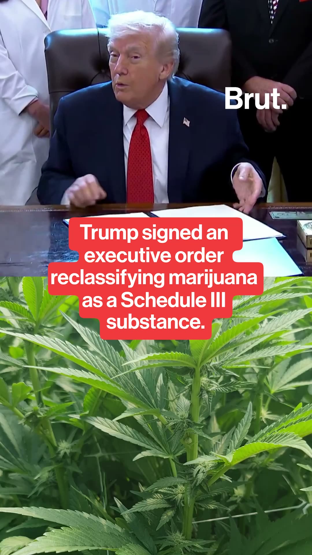 trump-reclassifies-marijuana-as-a-schedule-iii-substance