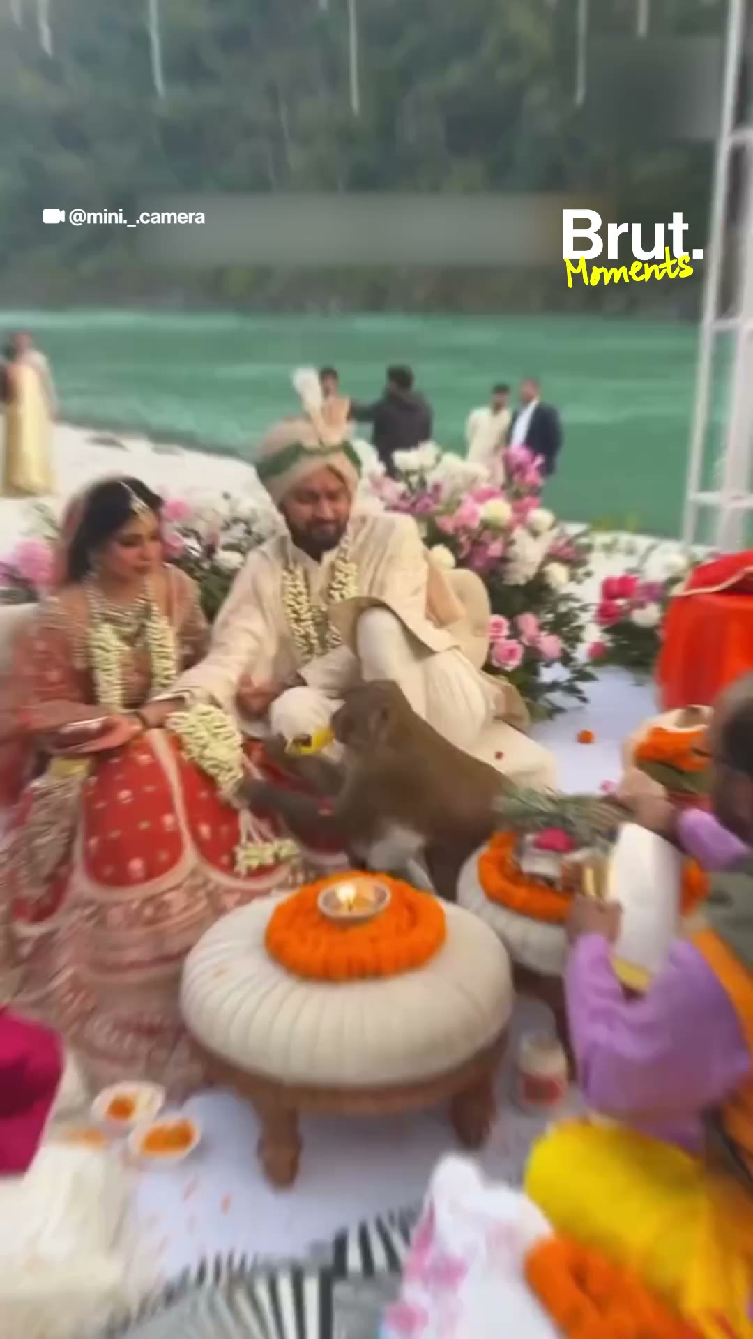 Monkey gatecrashes wedding