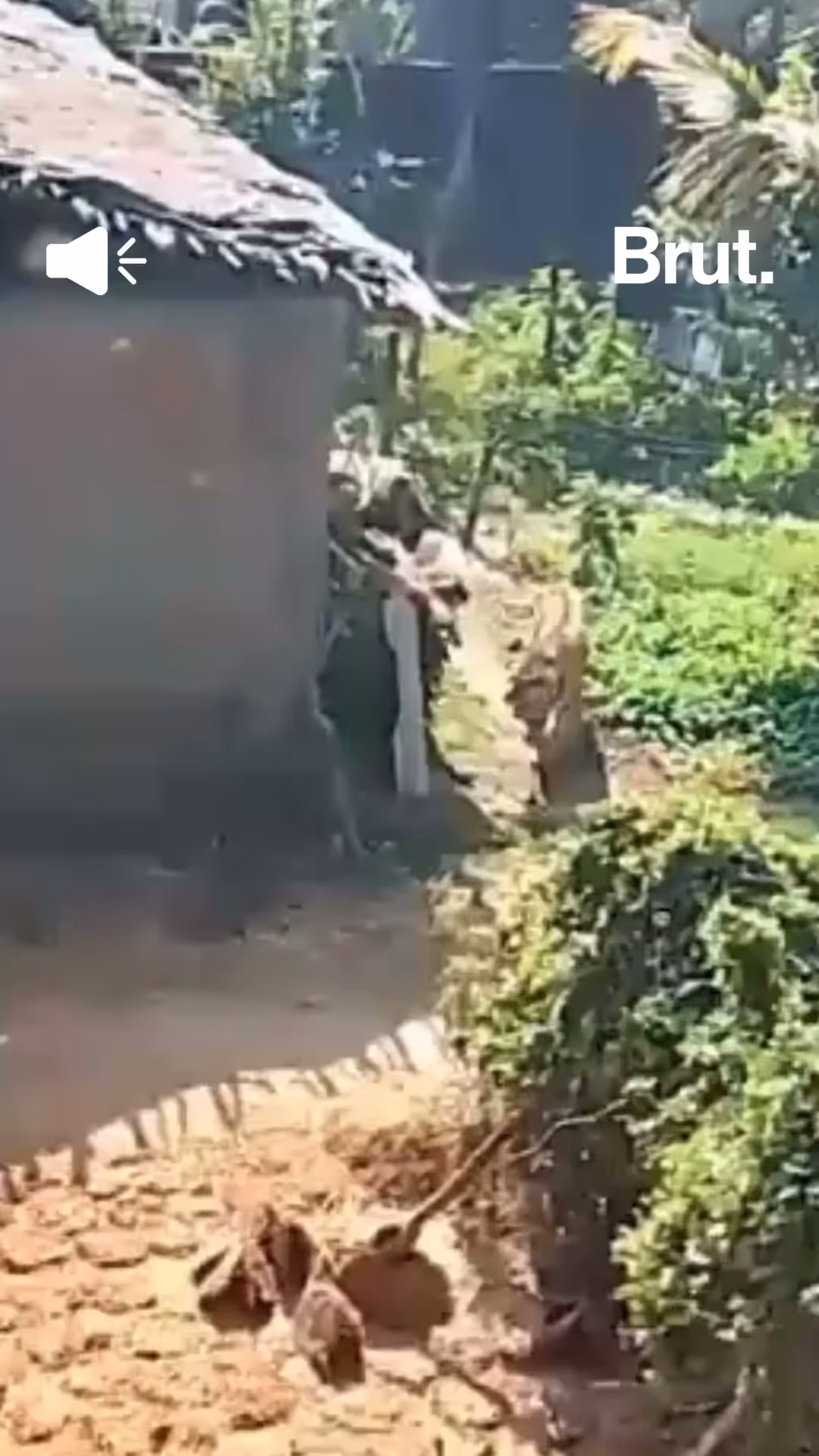 tiger-attacks-man-and-sits-on-cot
