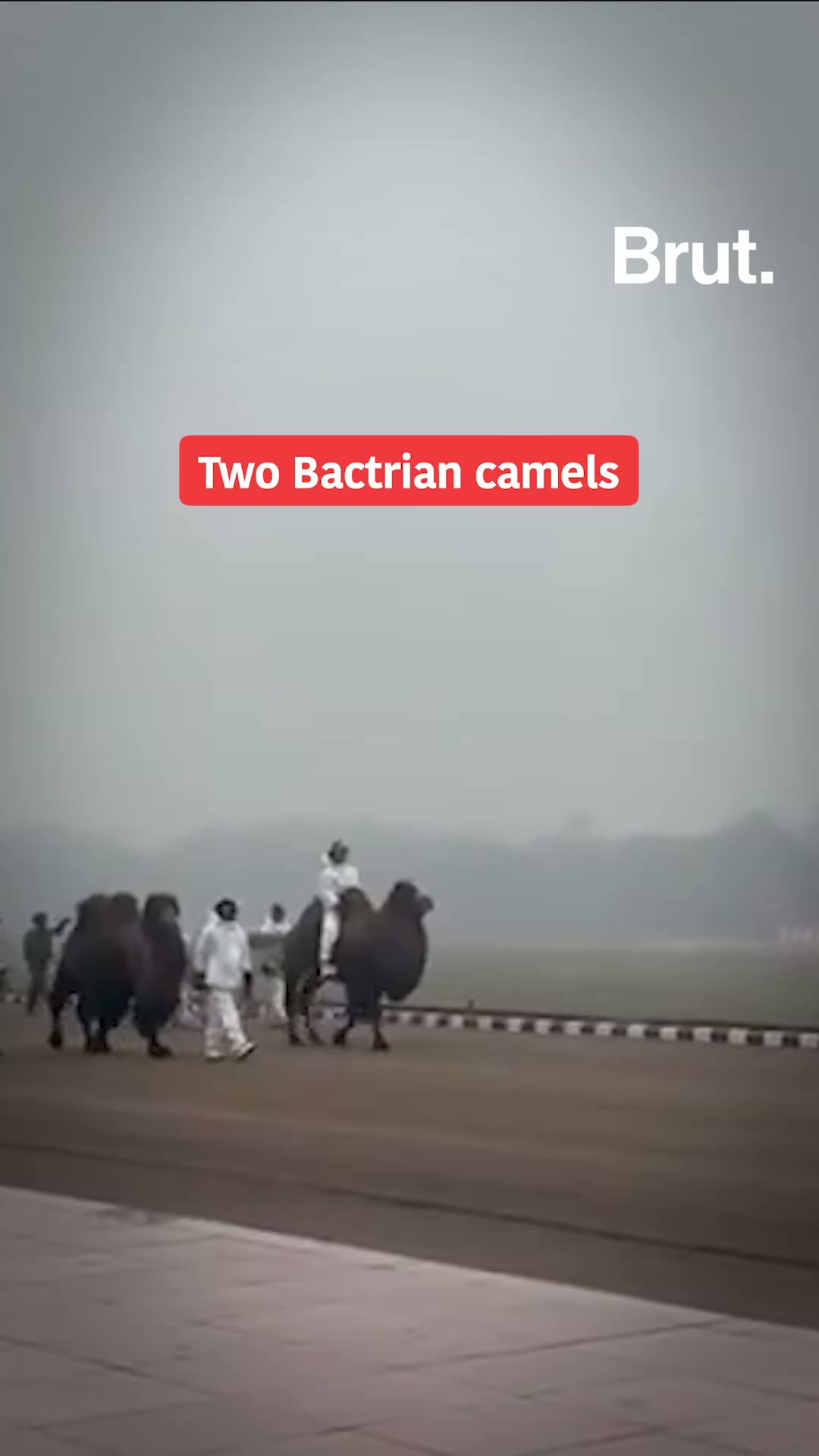 The Indian Army’s four-legged and feathered units will be on display this Republic Day.