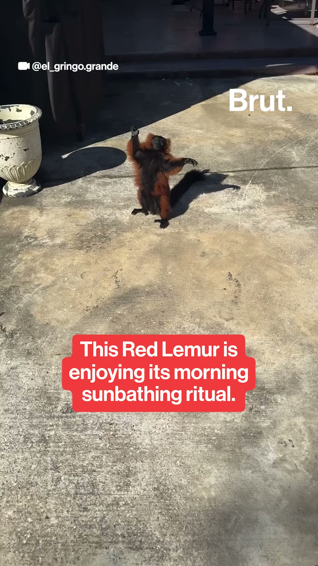 Red Ruffed Lemur sunbathes in the morning.