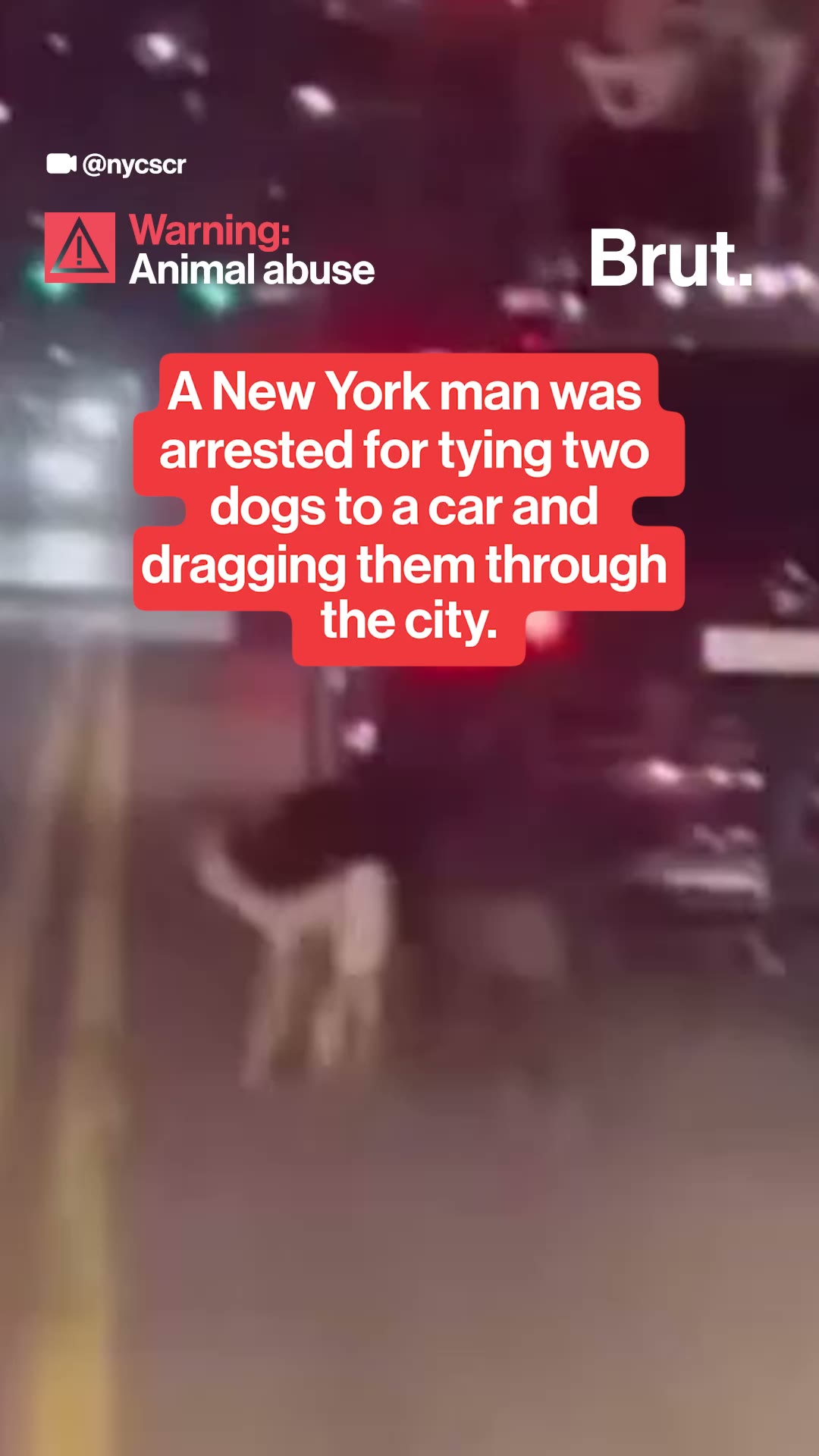 Man ties two dogs to the back of his car and drags them through Queens.