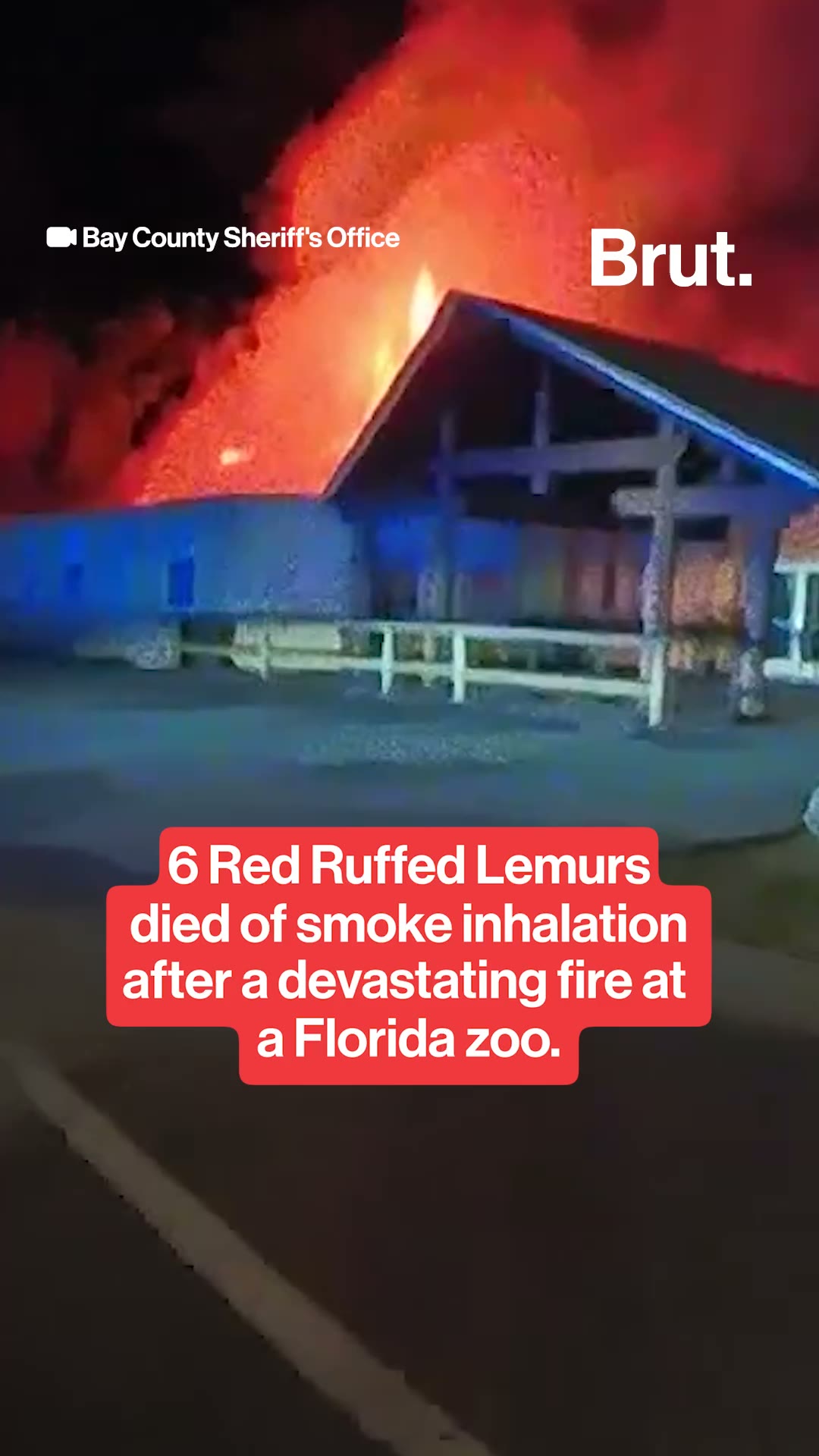 6 Red Ruffed Lemurs died in a devastating fire at a Florida zoo.