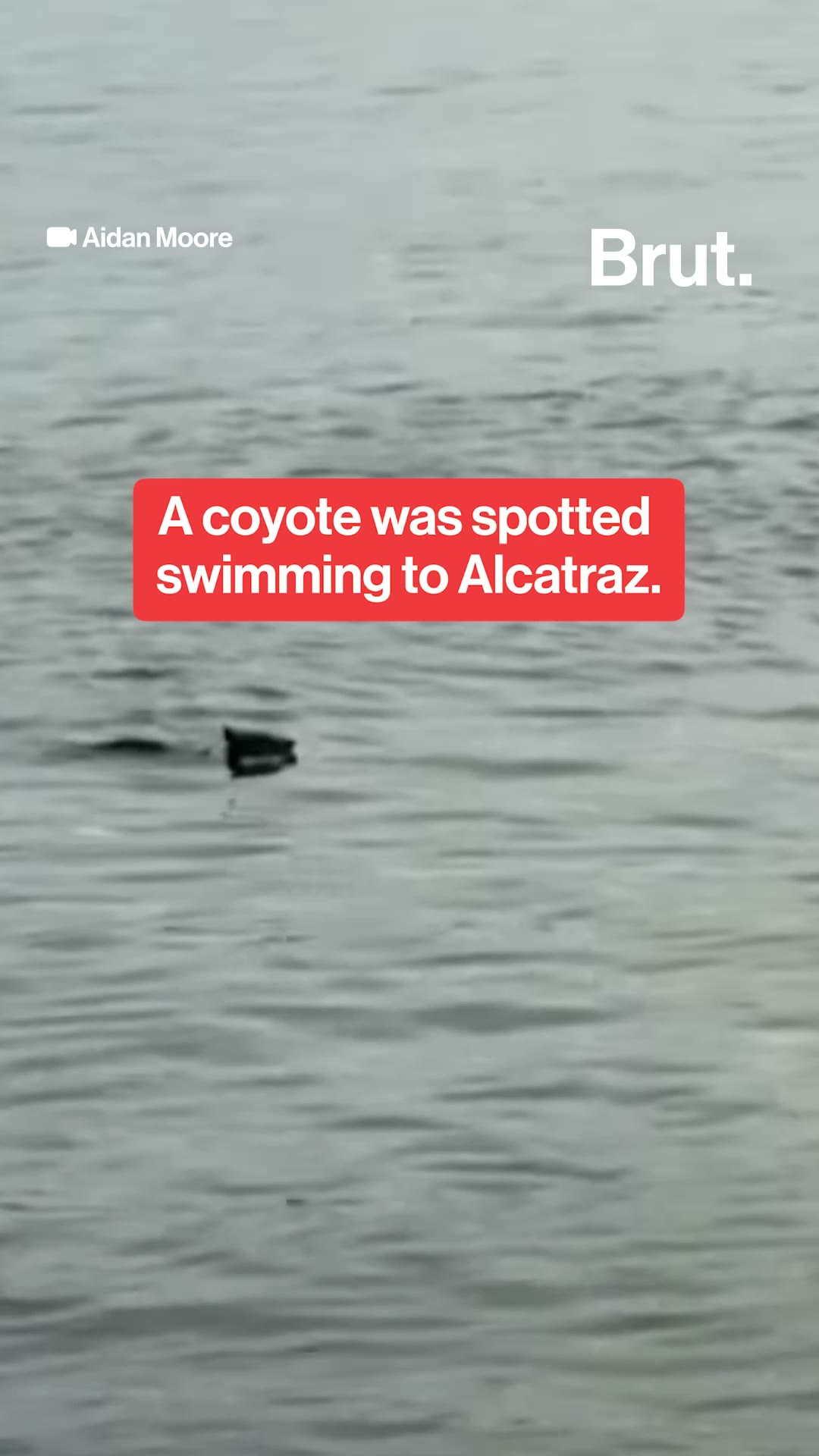 Coyote spotted swimming to Alcatraz.