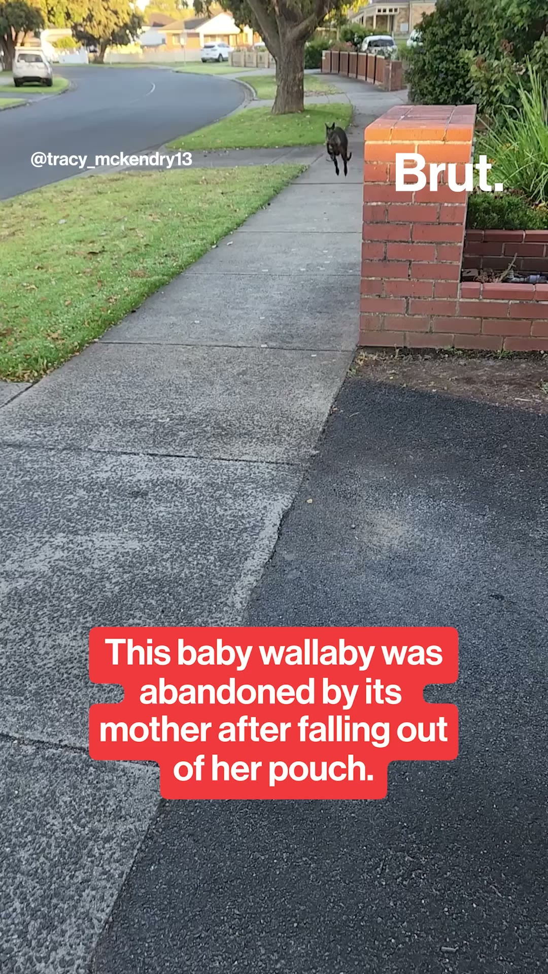 Baby wallaby falls from its moms pouch.