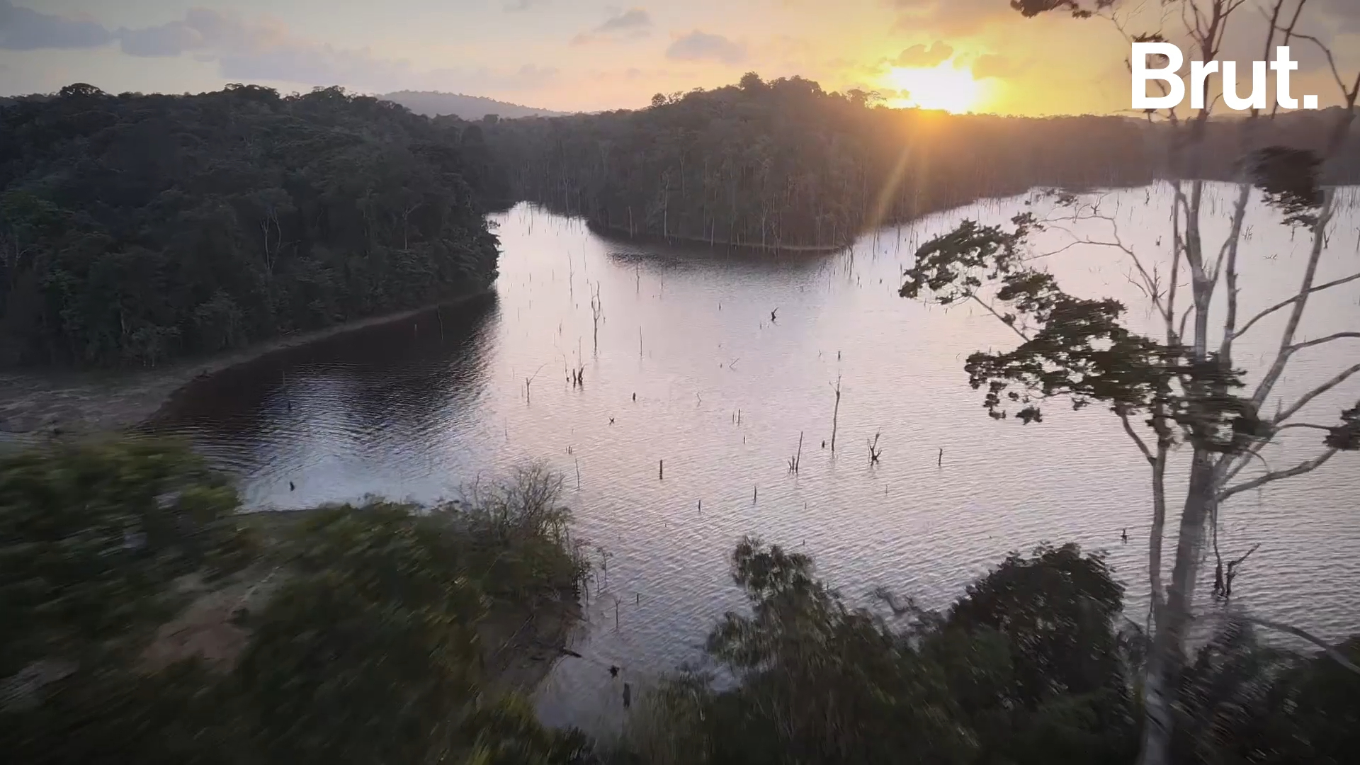La face-cachée du projet Triton qui veut exploiter la forêt engloutie de Guyane