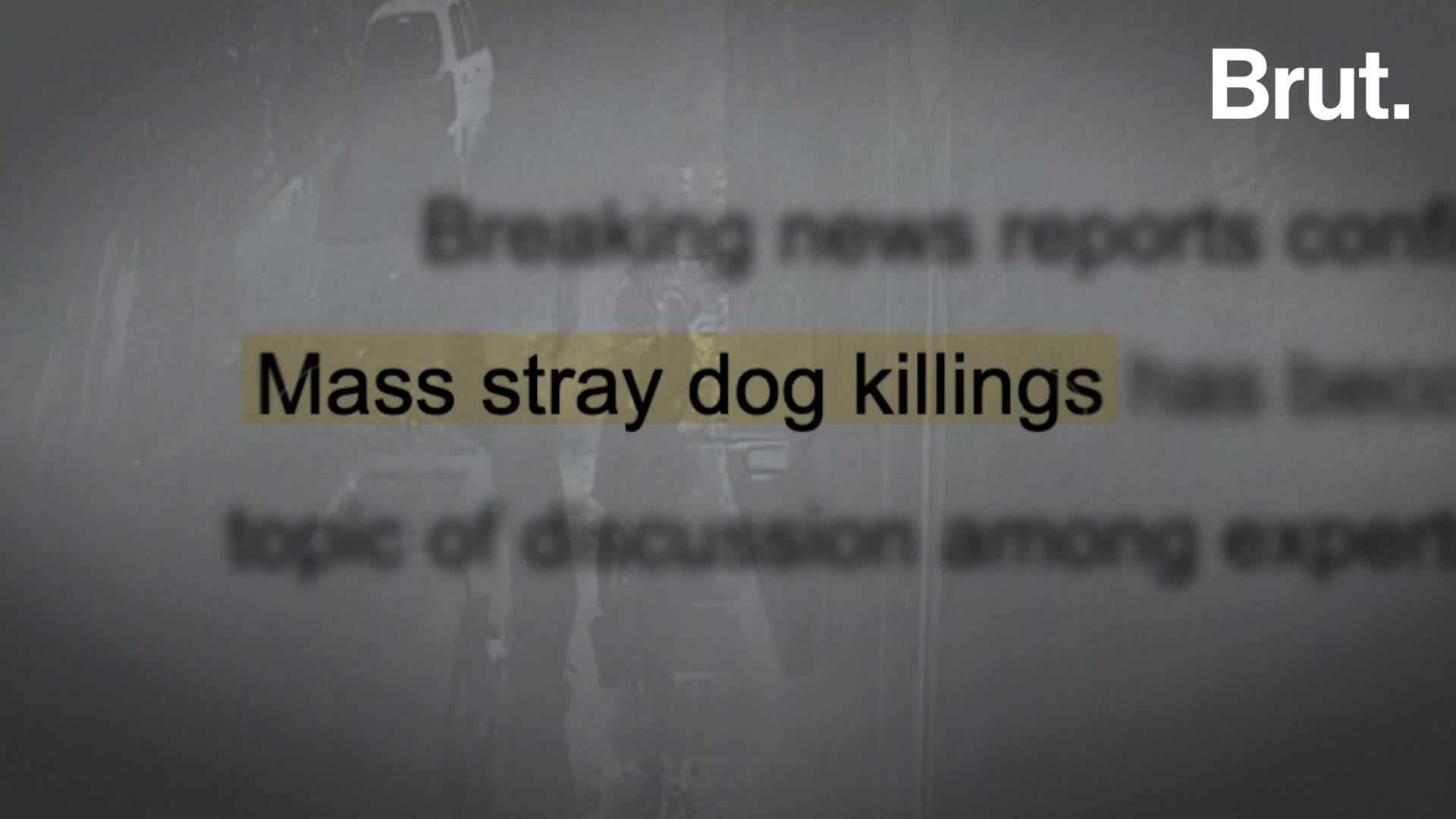 poison-injections-and-election-promises-inside-india-s-stray-dog-crisis