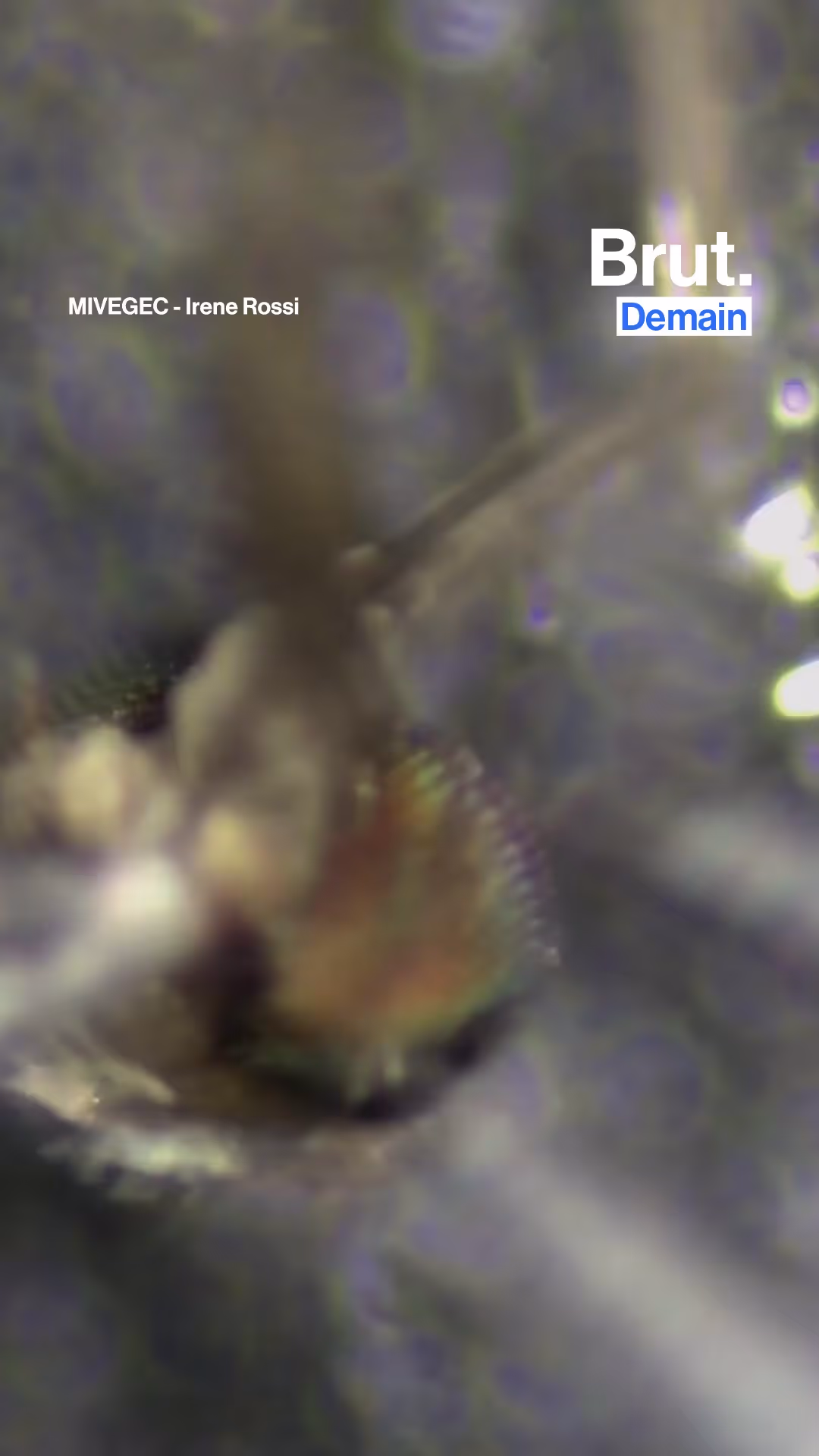 ils-etudient-les-moustiques-pour-nous-proteger-des-infections