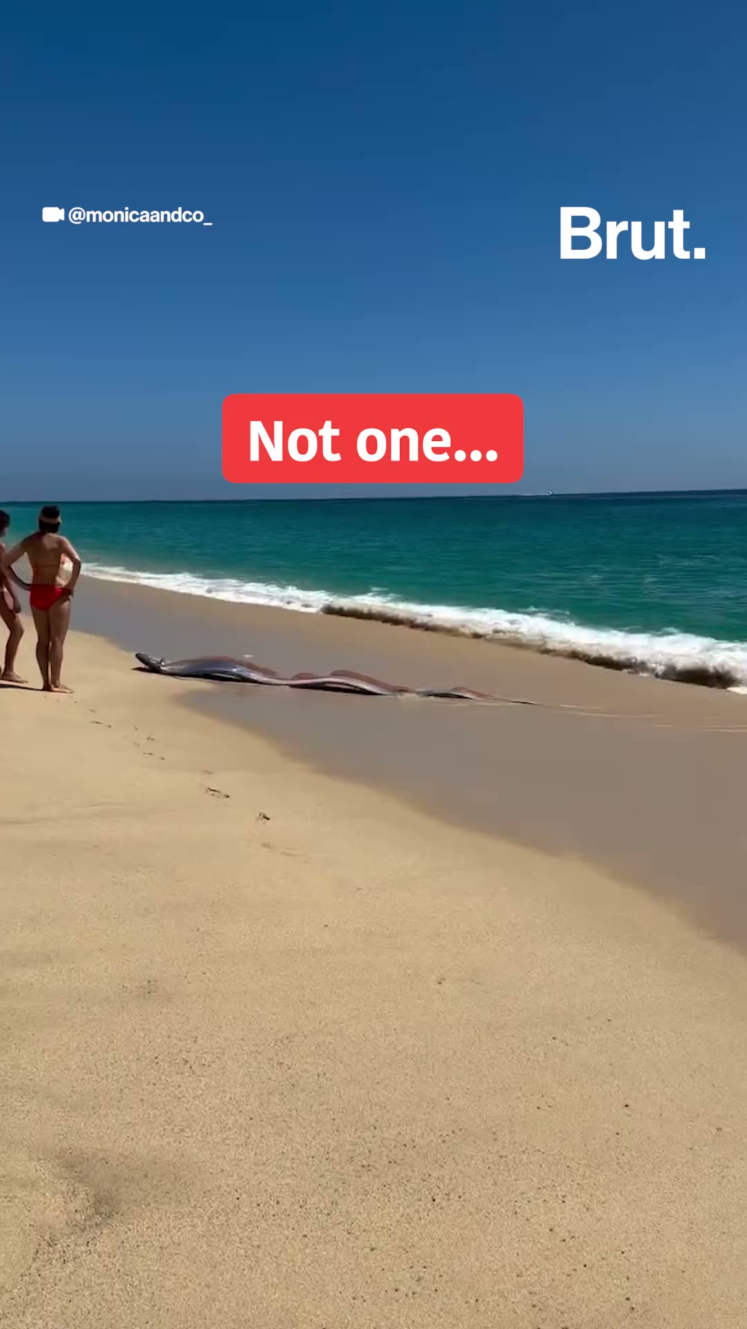 Doomsday fish spotted in Mexico