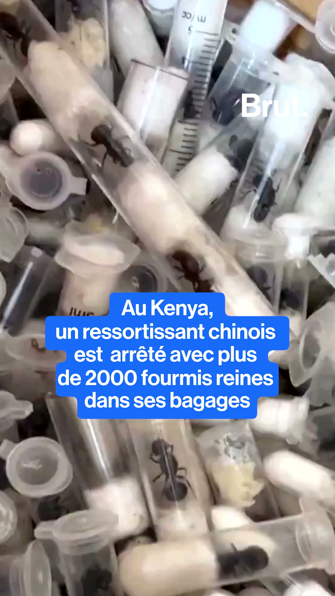 Kenya : un ressortissant chinois arrêté pour trafic de fourmis reines.