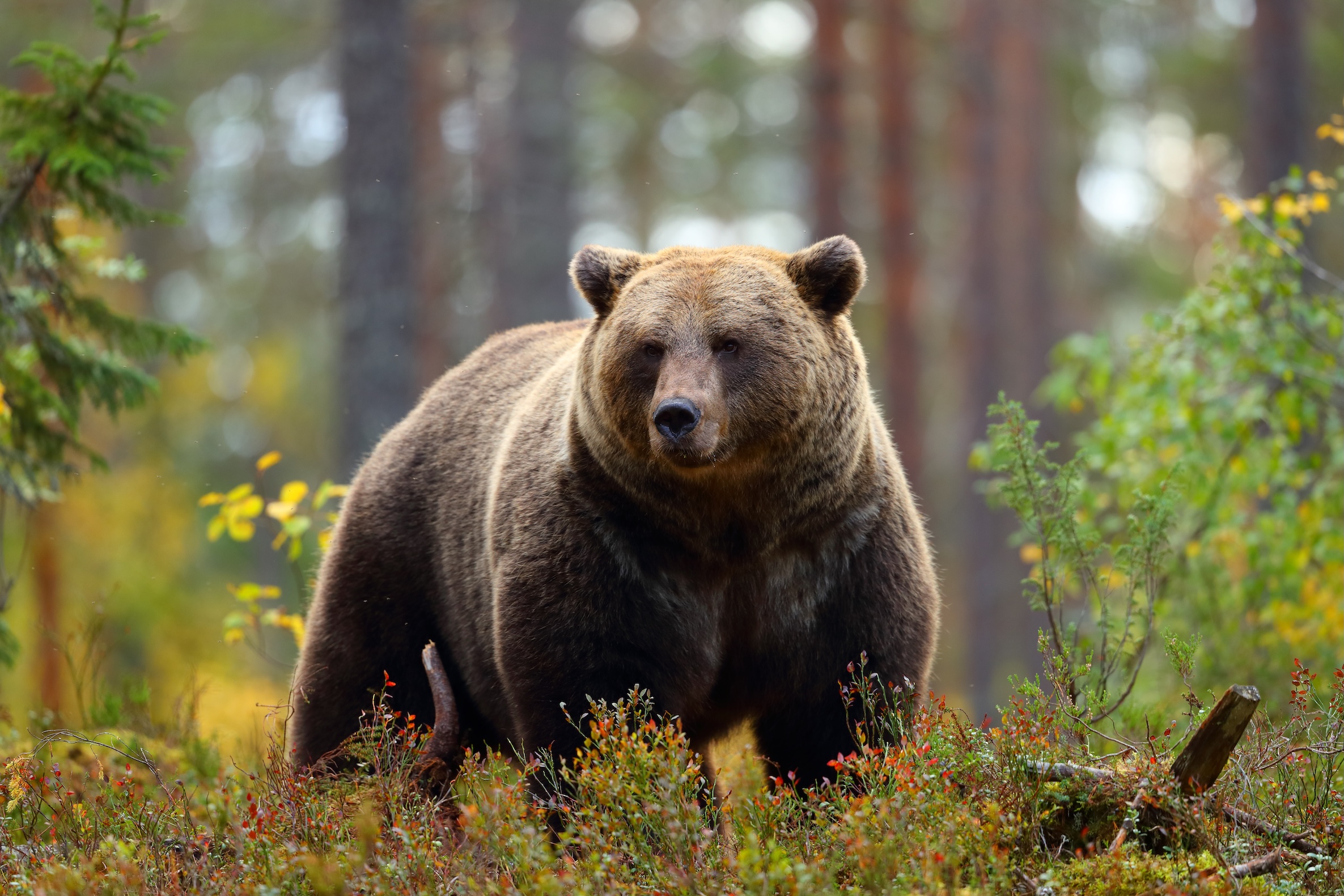 Un ours brun tue une femme en Pologne