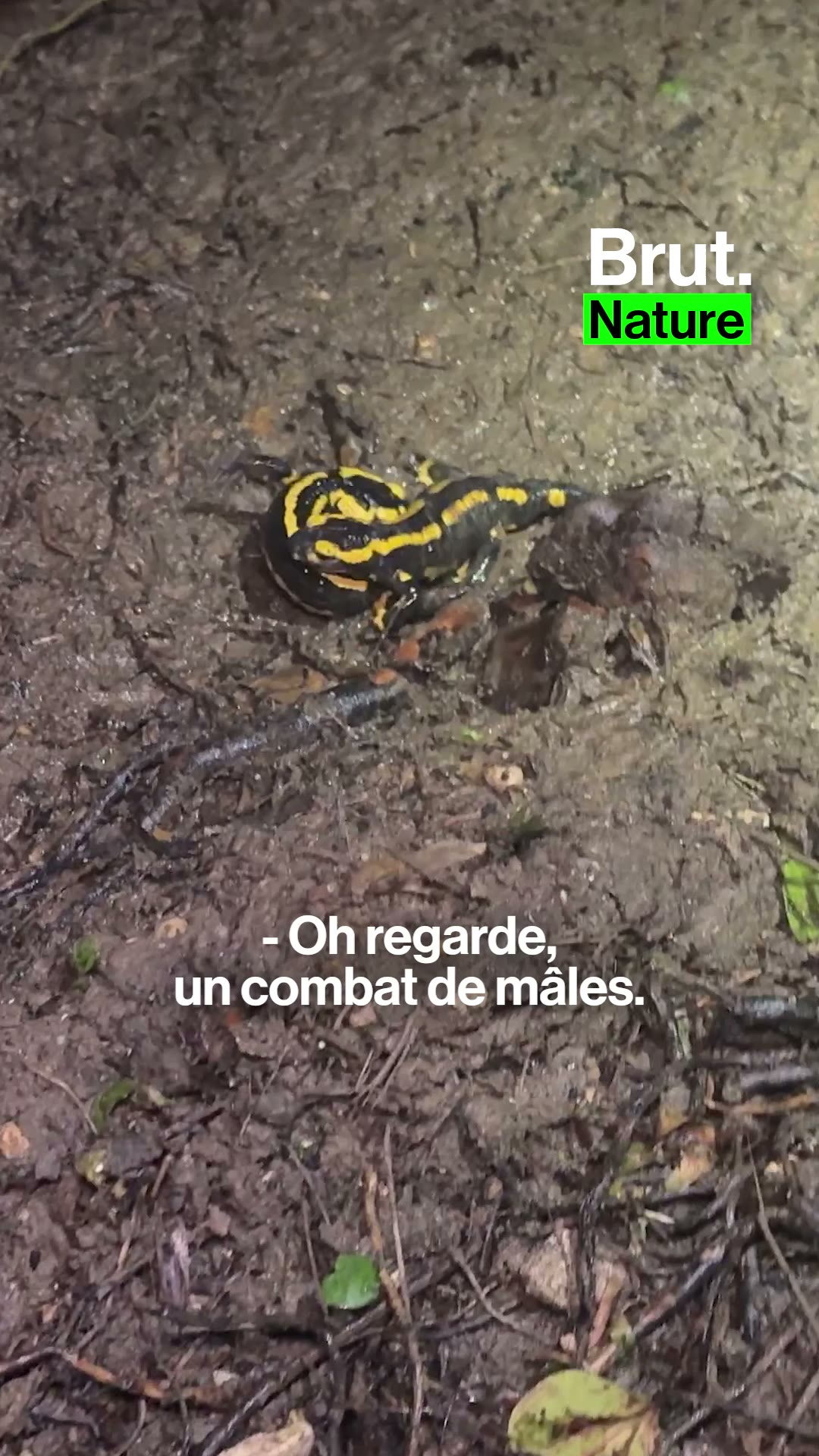 BRUT. NATURE — Sur les traces des salamandres... à 10min du périph parisien