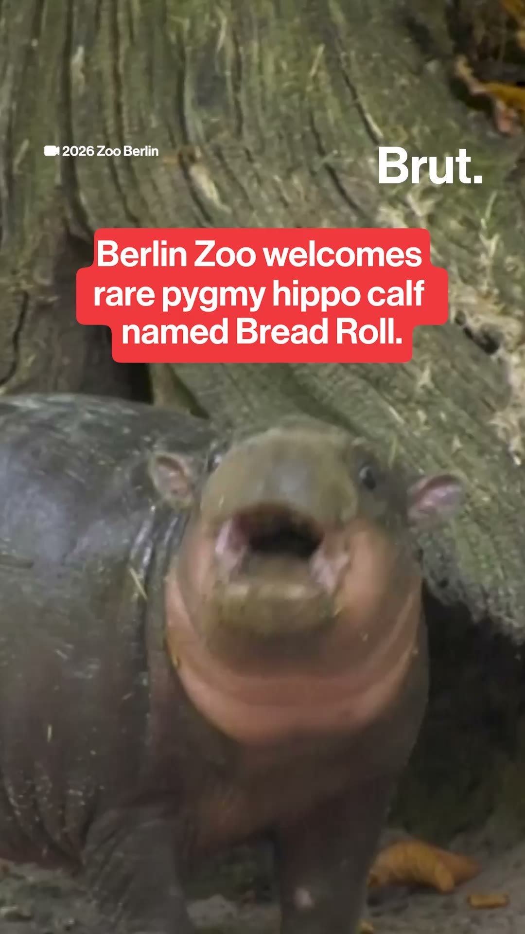 Berlin Zoo welcomes rare pygmy hippo calf named Bread Roll.