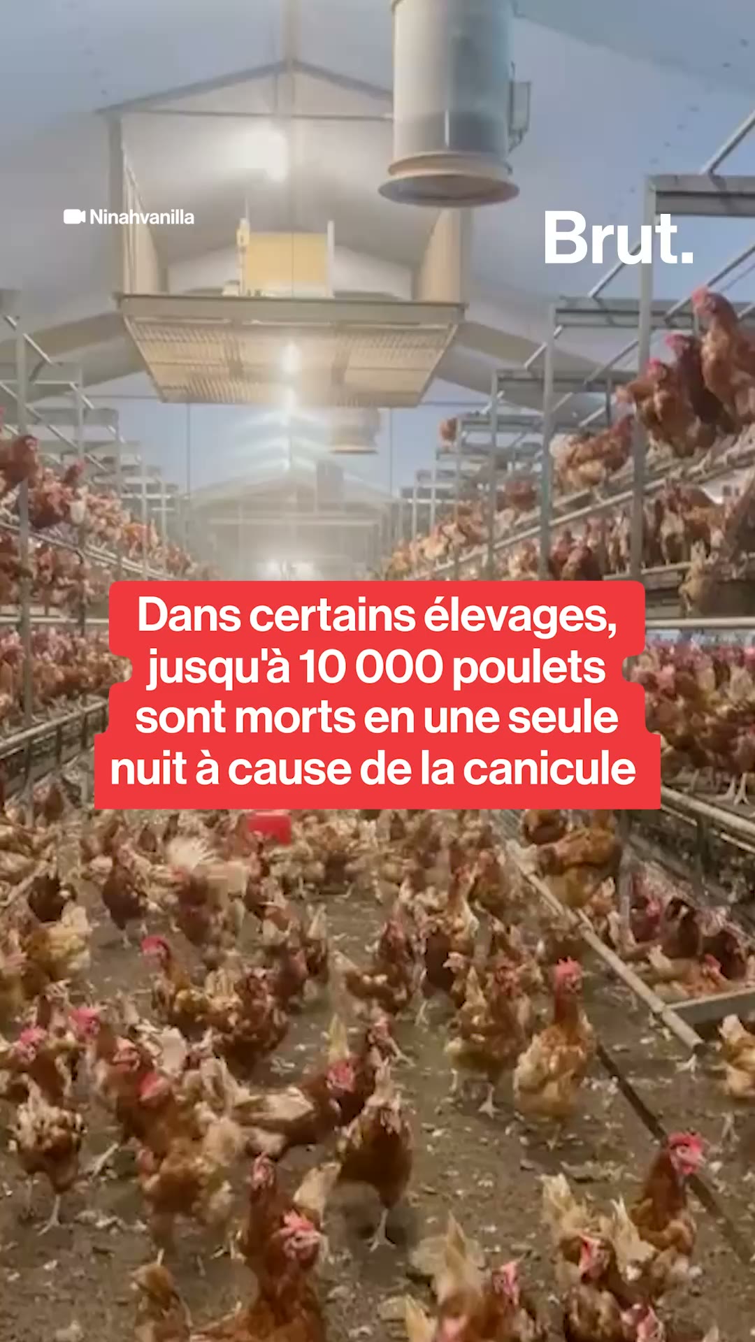 Dans certains élevages, jusqu'à 10 000 poulets sont morts en une seule nuit à cause de la canicule
