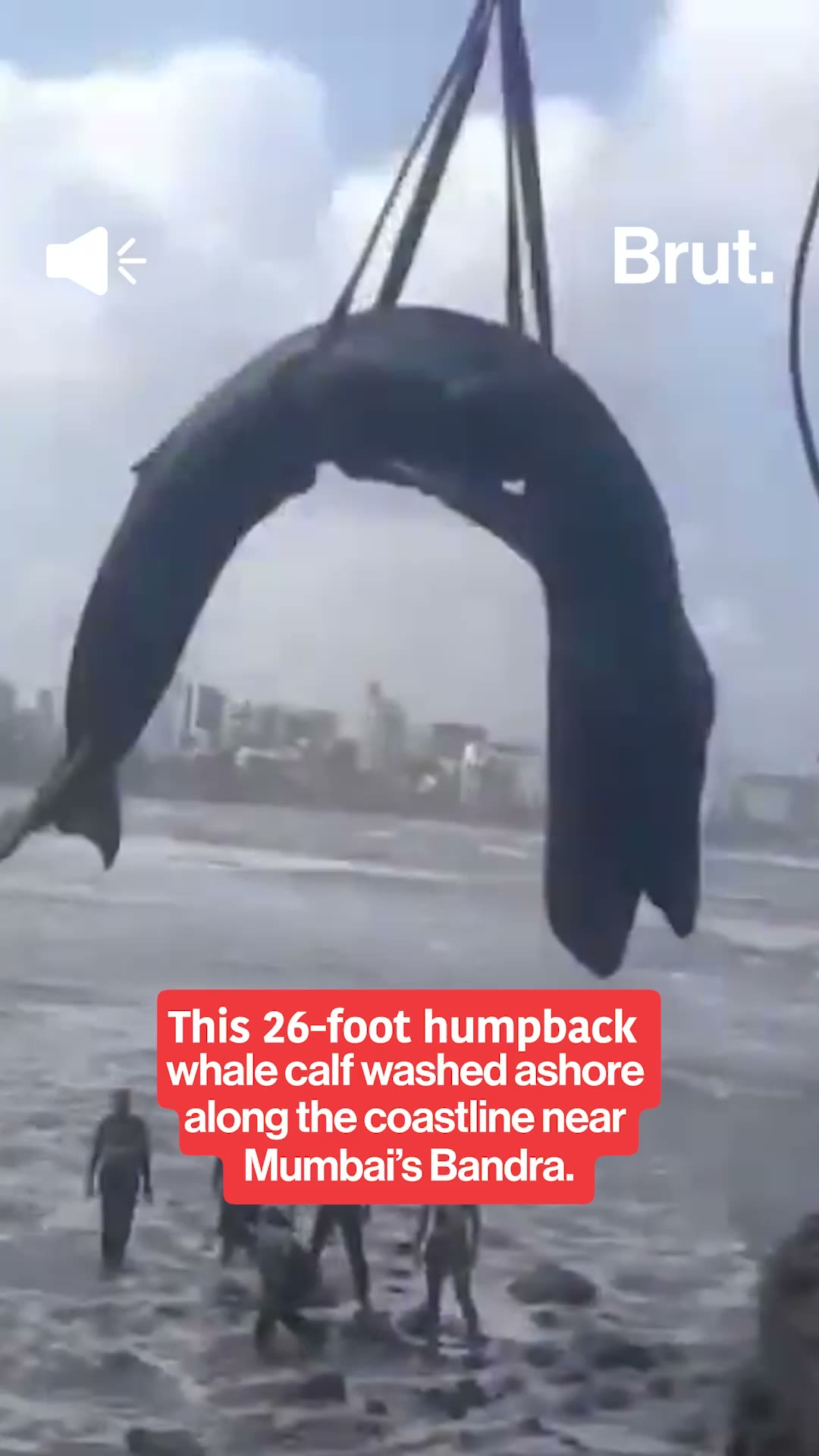 Humpback whale washes ashore in Mumbai