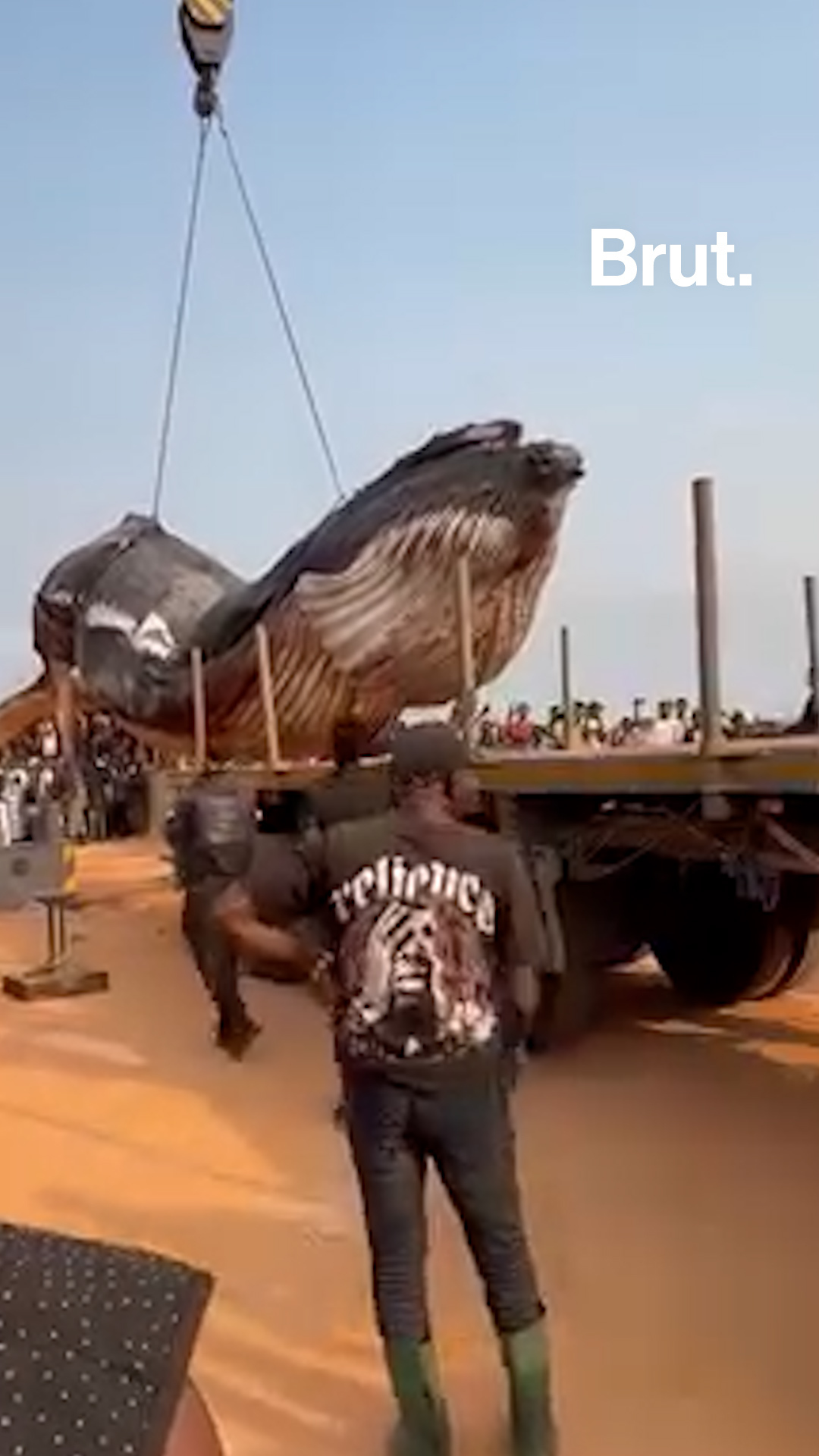 🇨🇩 RDC : une baleine échoue sur une plage de la ville de Muanda.