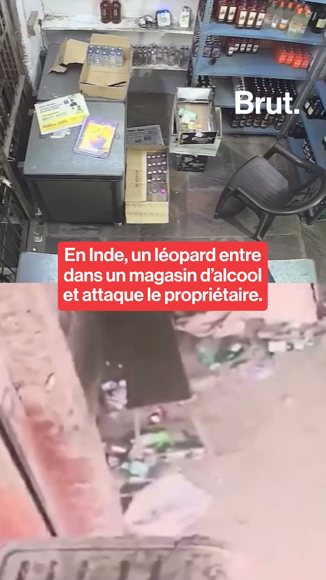 En Inde, un léopard entre dans un magasin d’alcool et attaque le propriétaire.