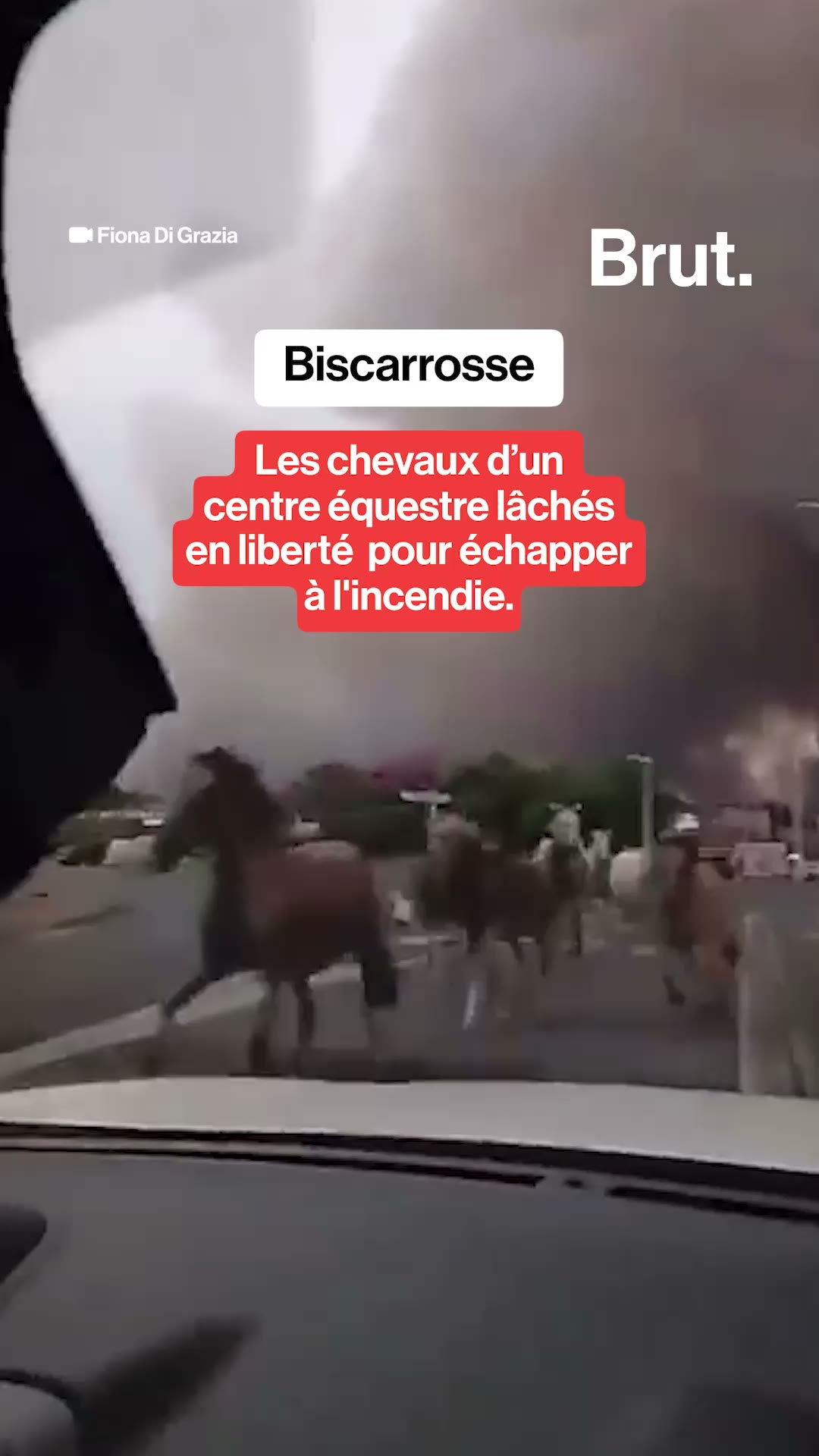 Biscarrosse : les chevaux d’un centre équestre lâchés en liberté pour échapper à l'incendie.