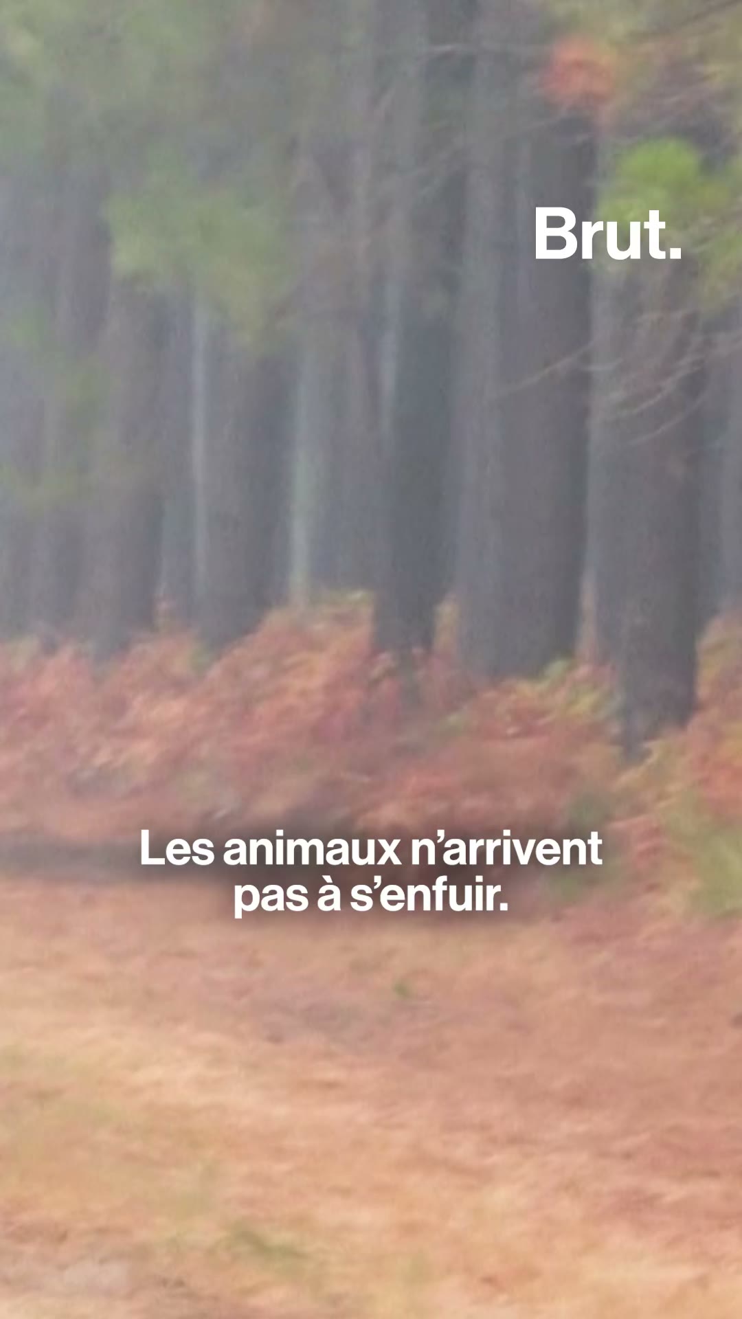 Les animaux sauvages victimes des incendies