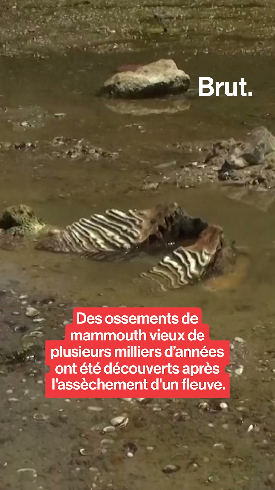 Des ossements de mammouth vieux de plusieurs milliers d’années ont été découverts après l'assèchement d'un fleuve.
