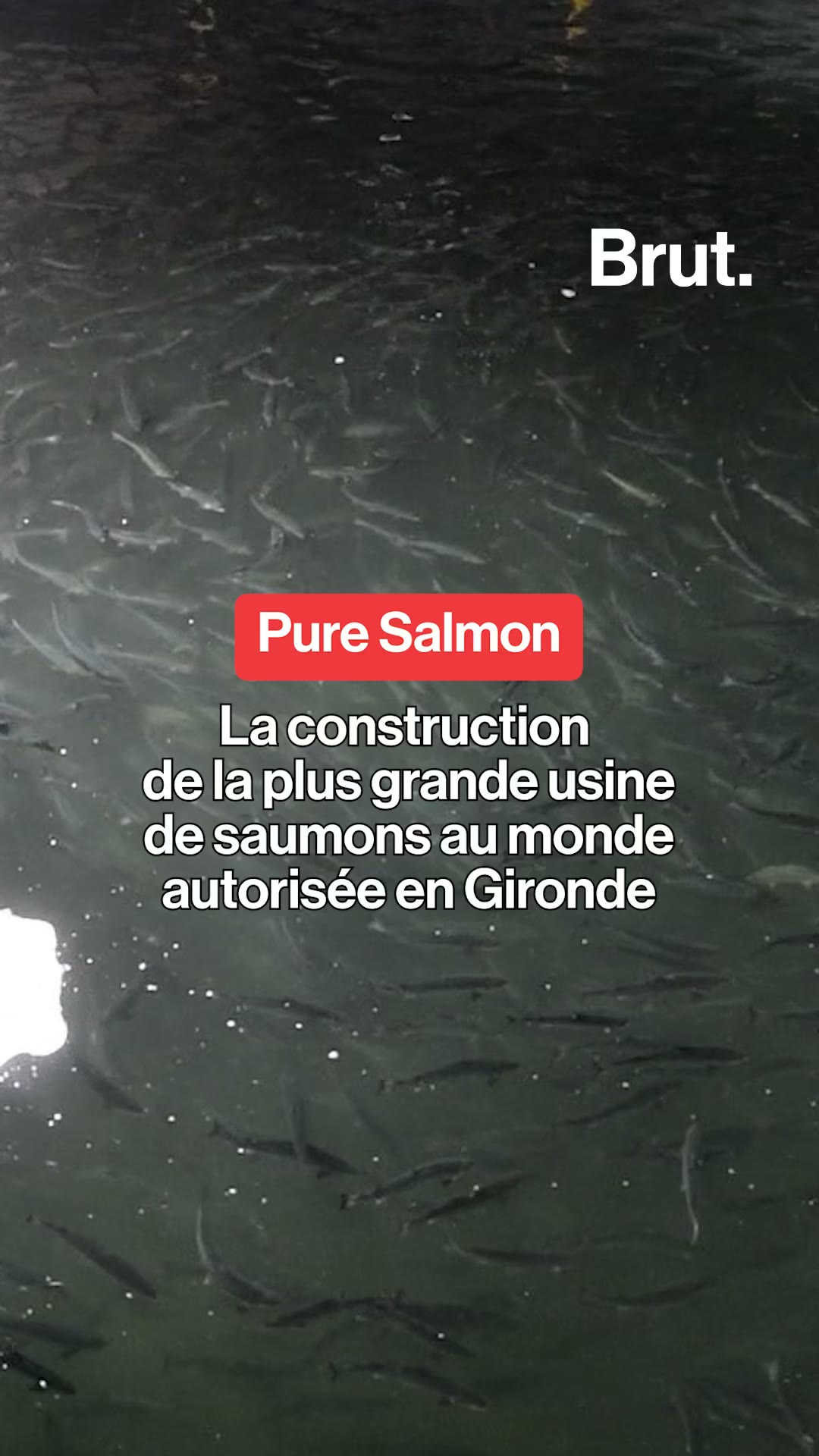 Le projet très contesté de ferme-usine à saumons vient d'être autorisé