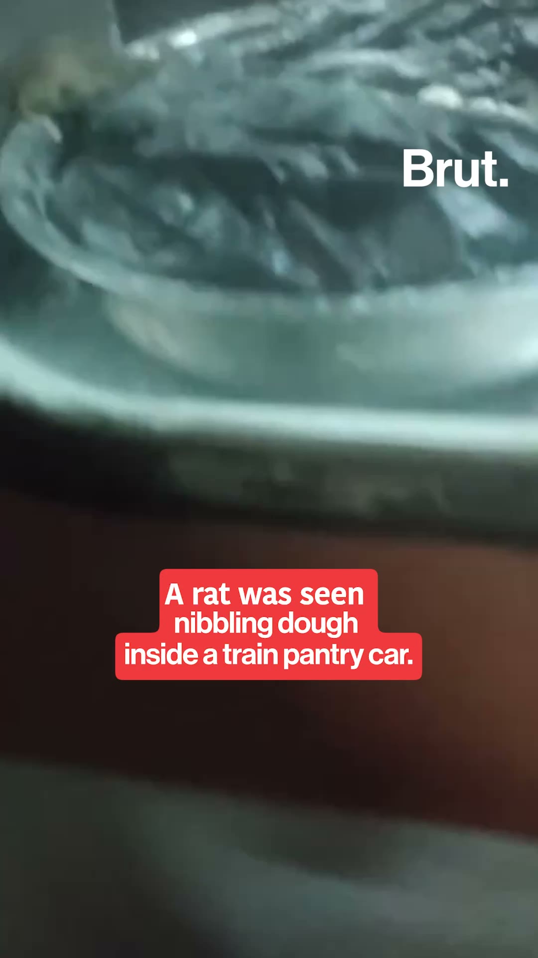Rat inside train pantry