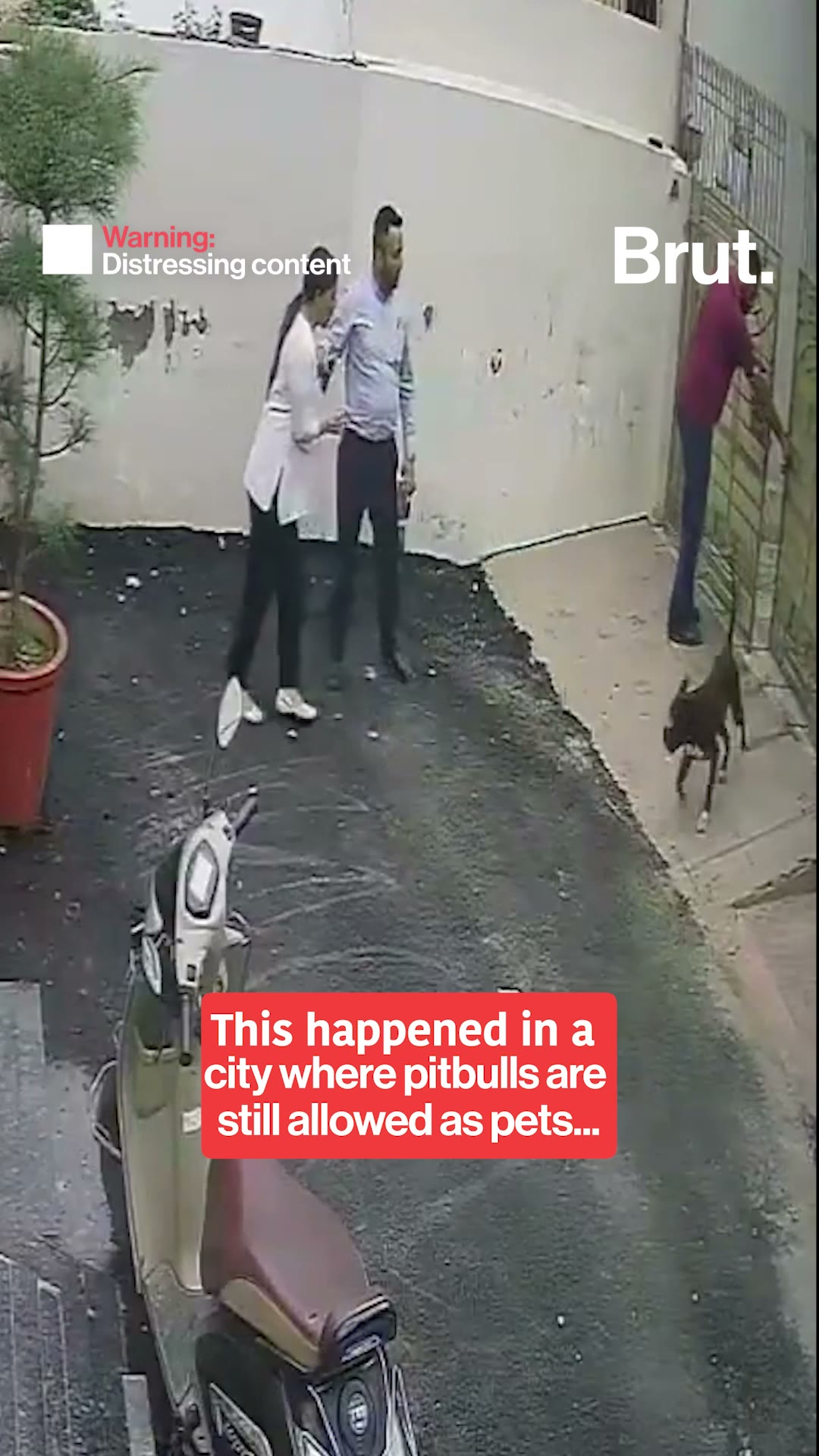 Patiala Pitbull Attack: Couple Mauled While Viewing Rental House