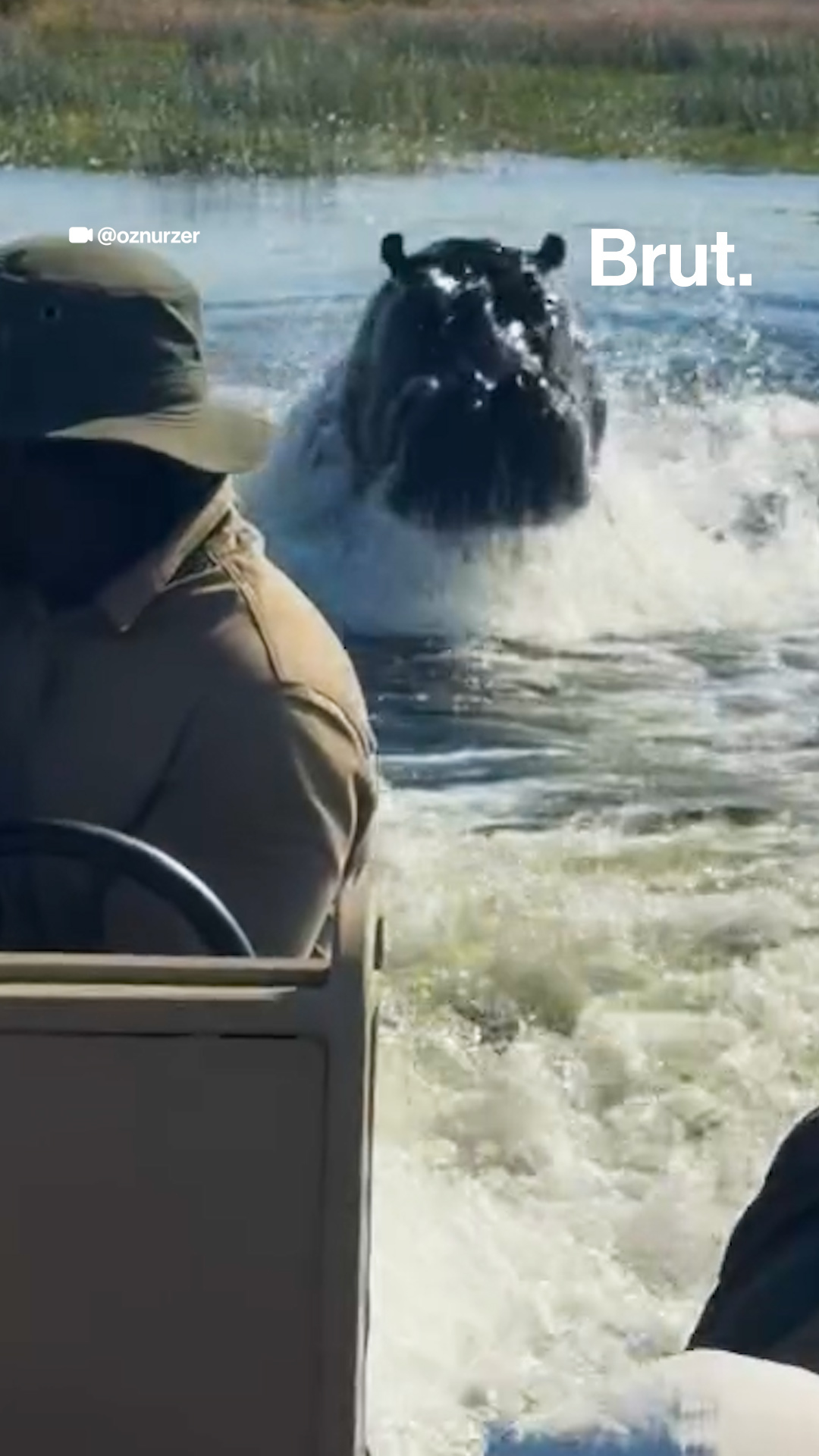 🇧🇼 Botswana : un hippopotame charge un bateau de touristes.