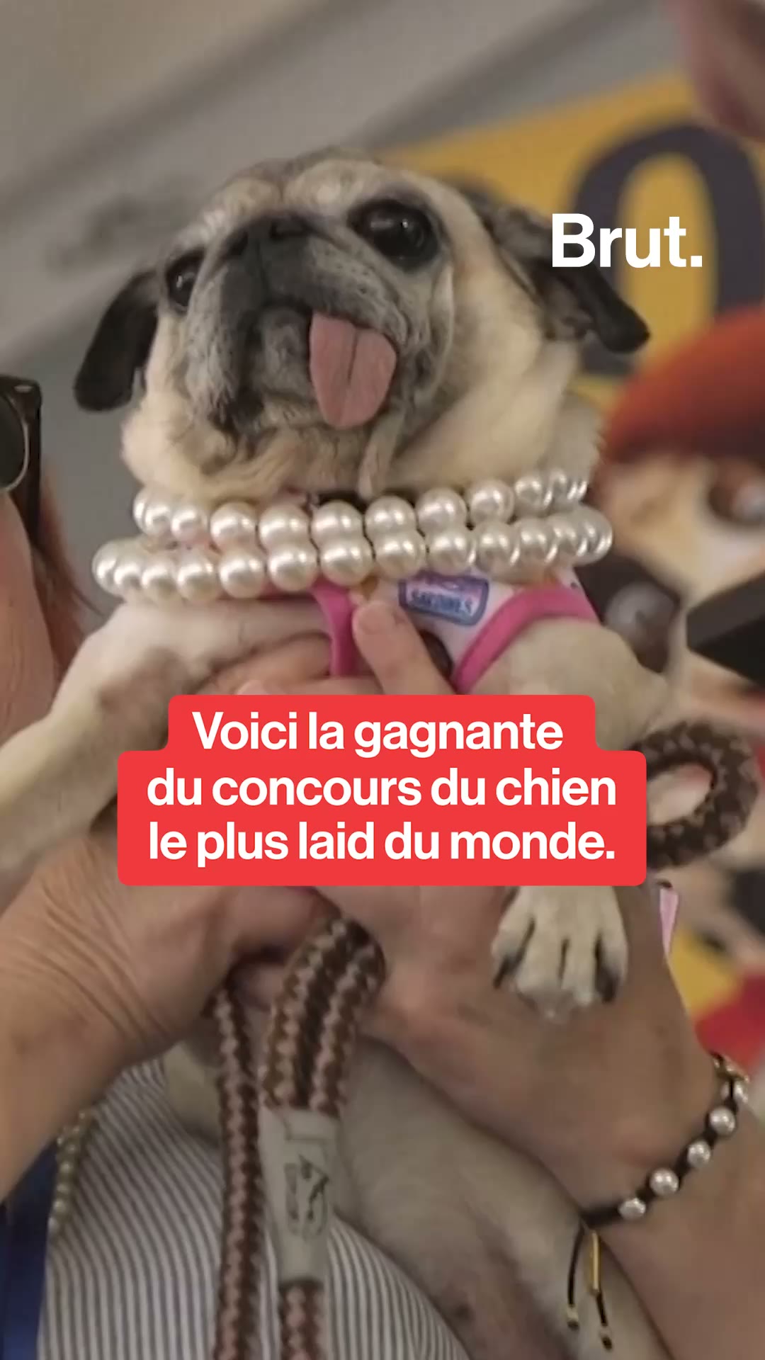 Voici la gagnante du concours du chien le plus laid du monde.