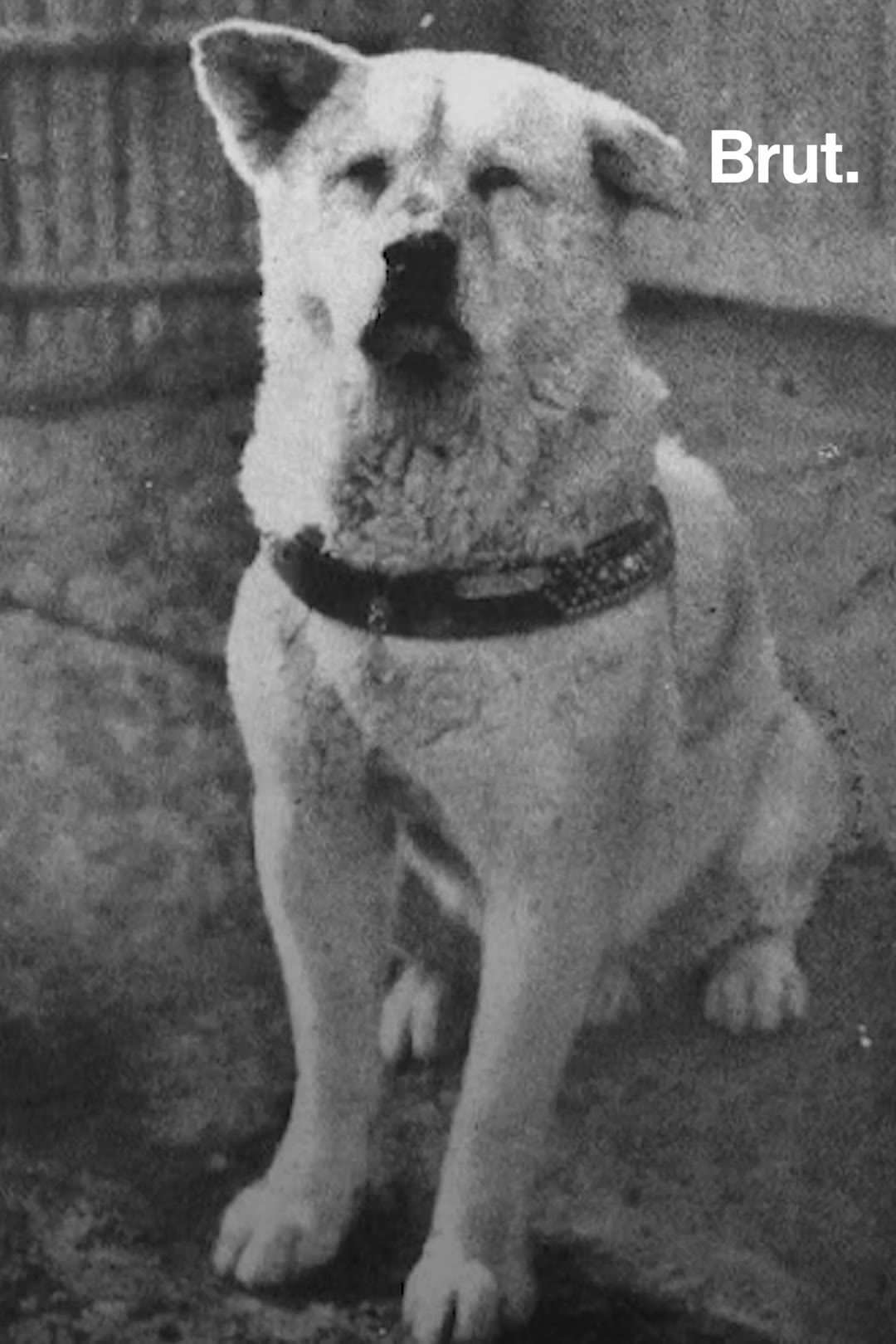 Une vie : le chien Hachikō
