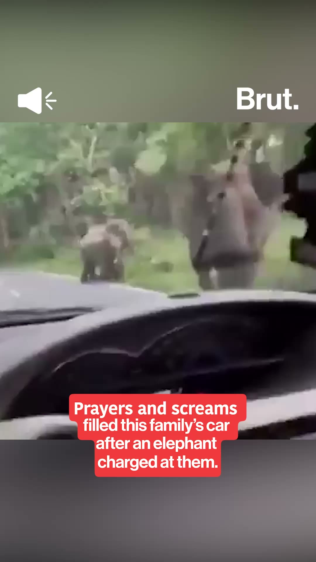 An elephant charged at a car in Karnataka